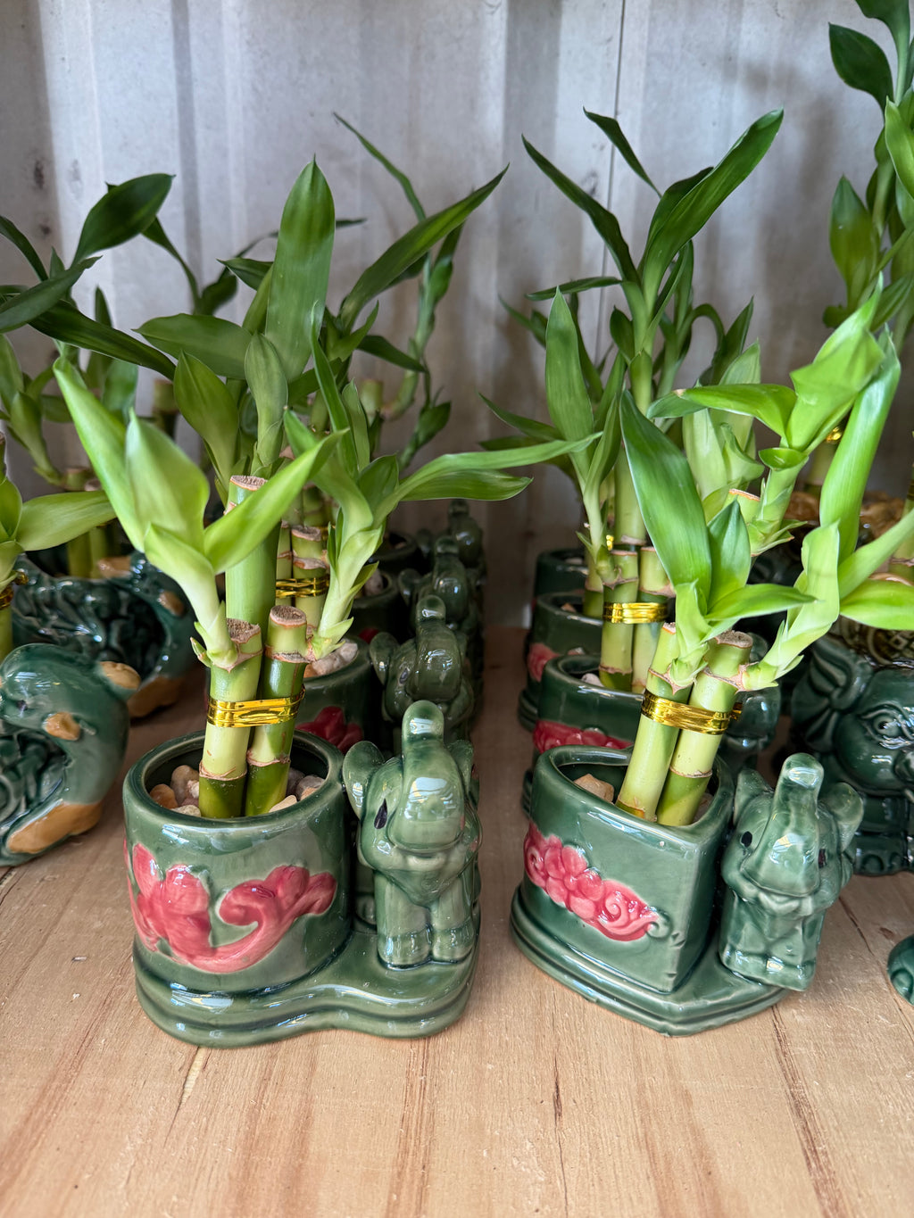 Elephant Bamboo planters