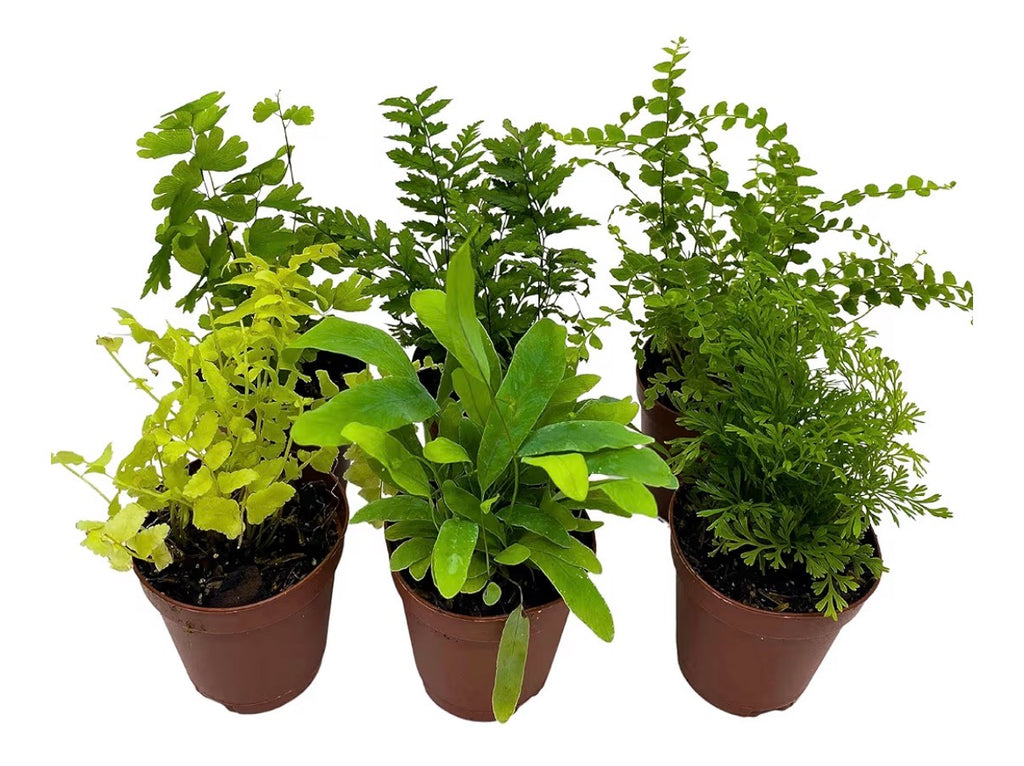 Fern