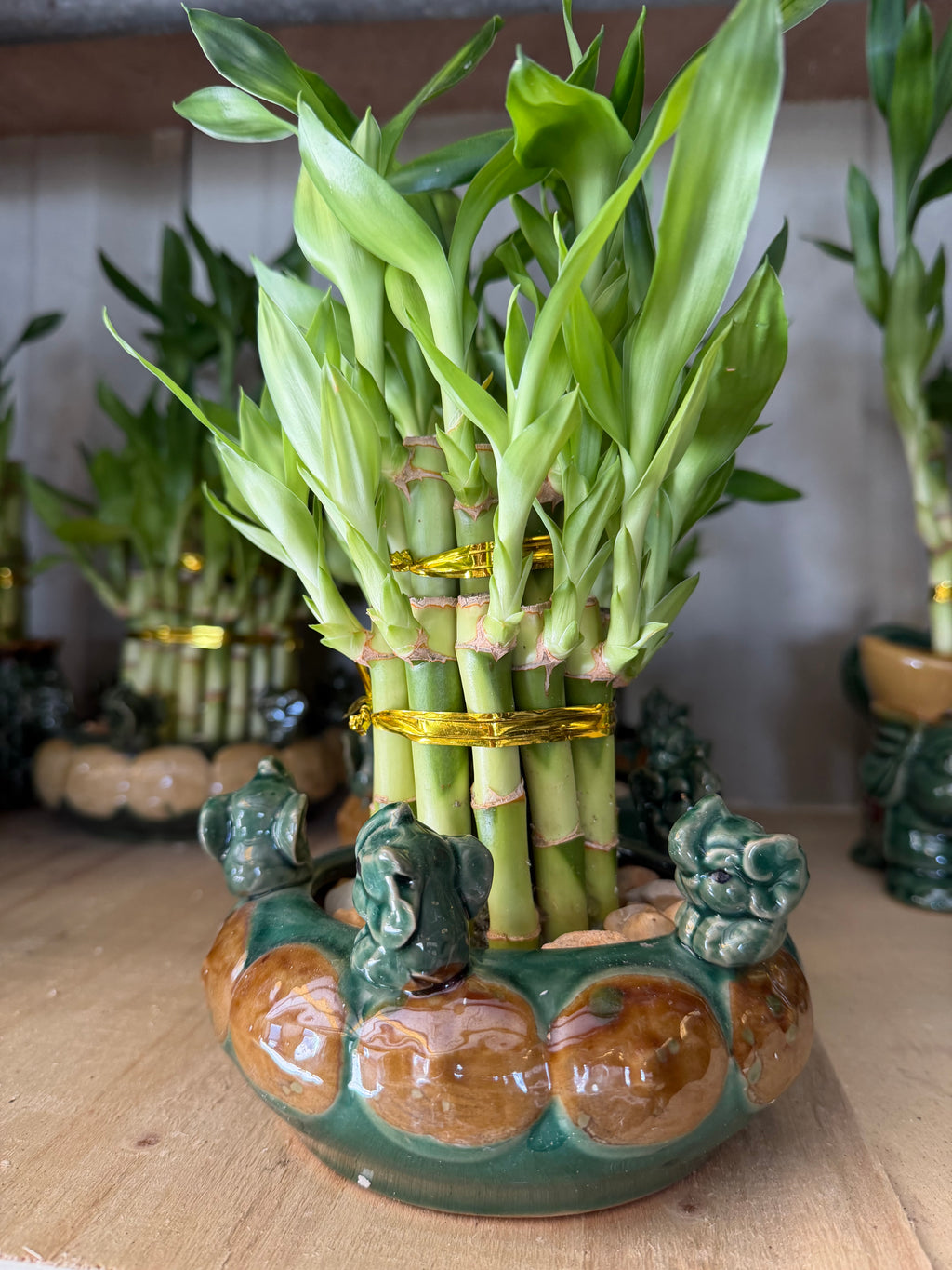 Elephant Bamboo planters