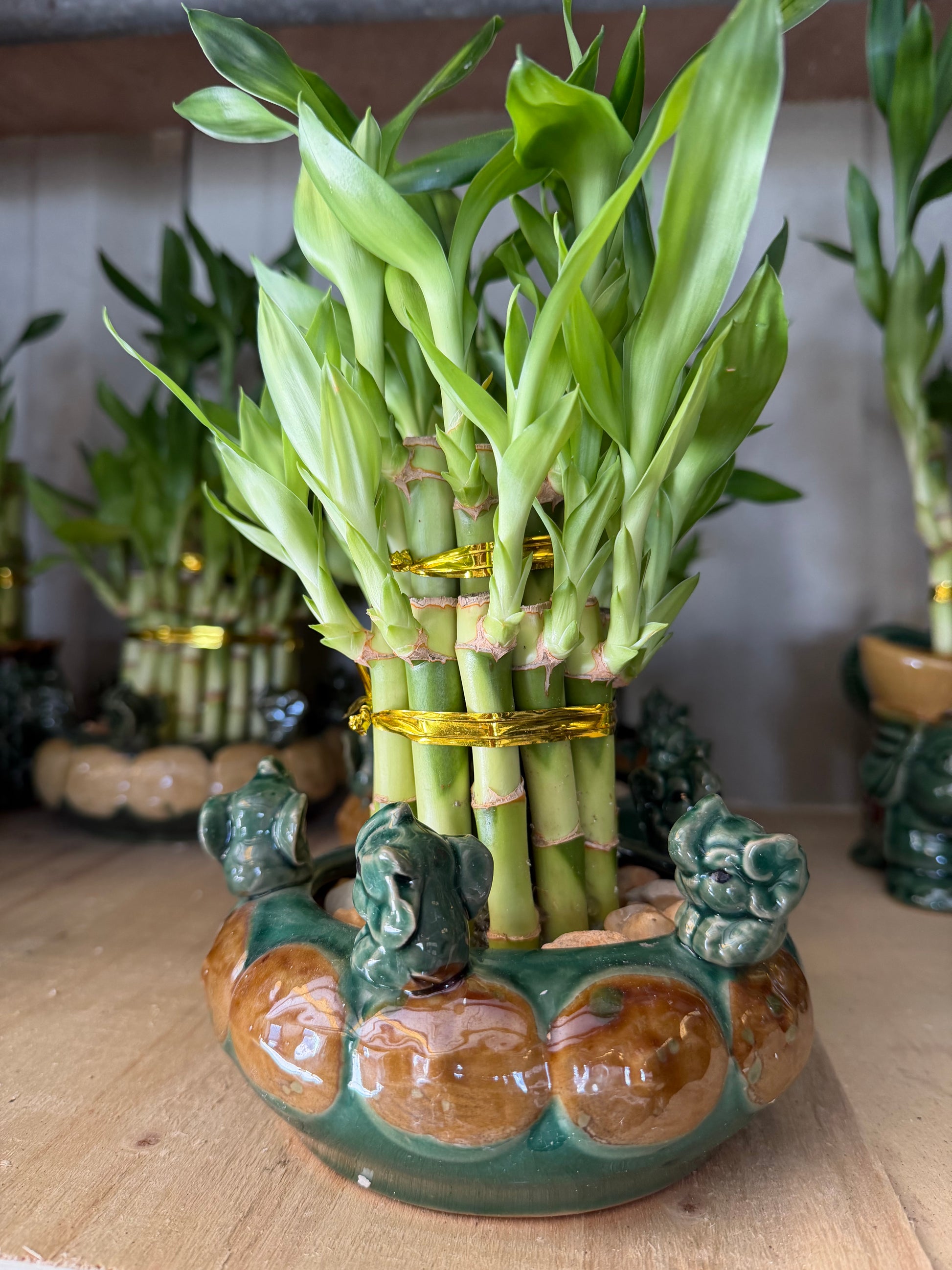 Elephant Bamboo planters