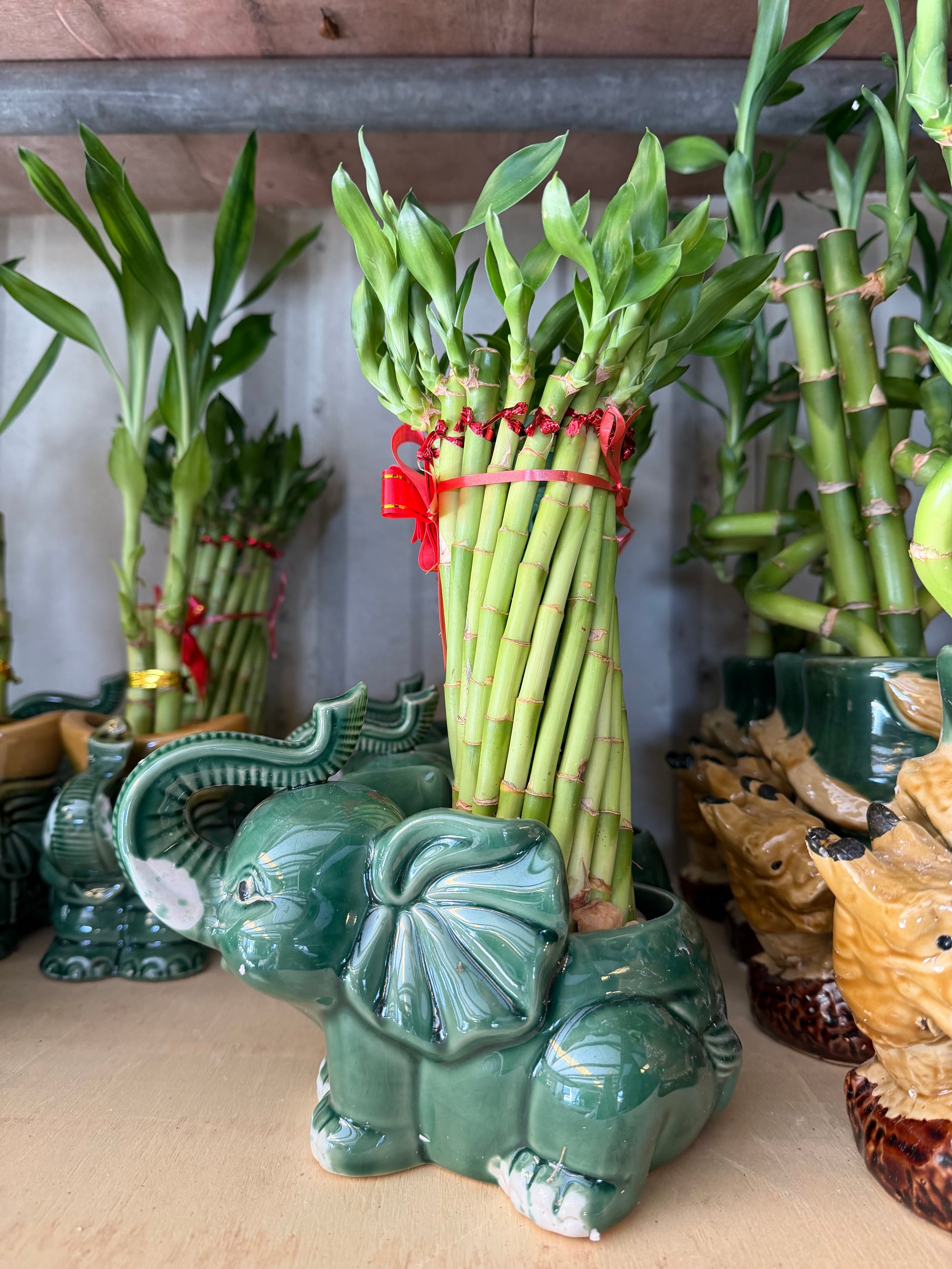 Elephant Bamboo planters
