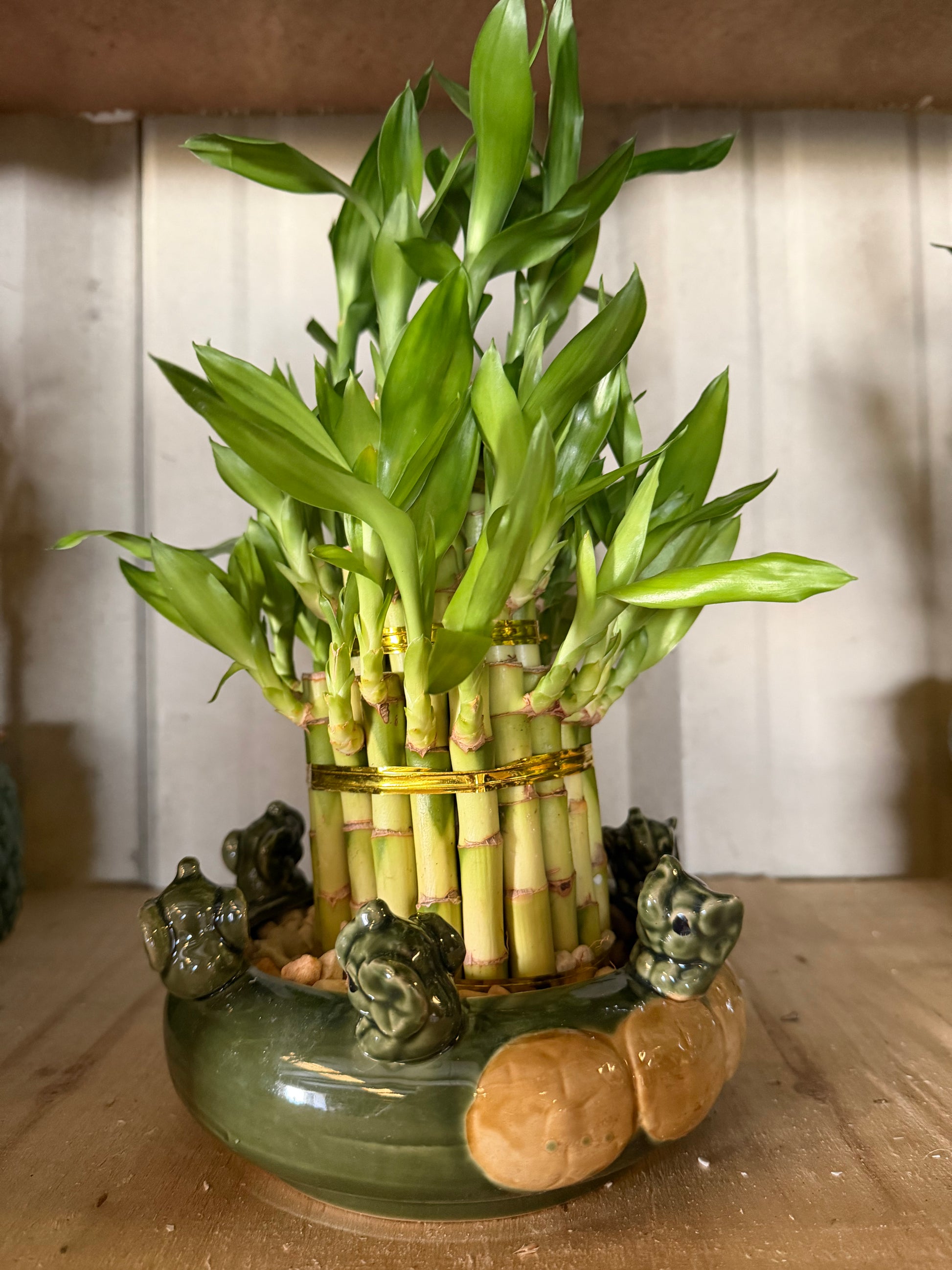 Elephant Bamboo planters