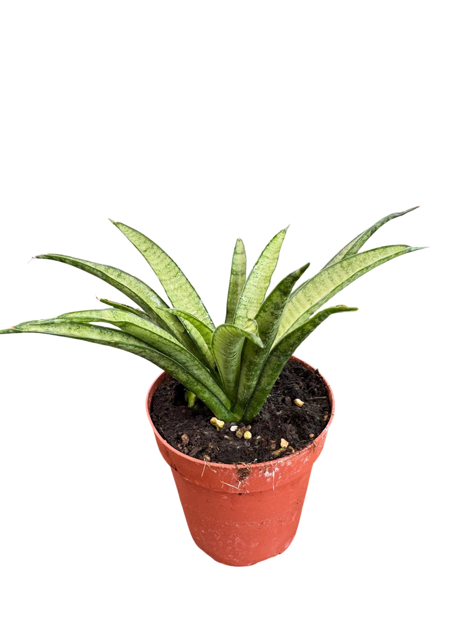 Sanseveria Snake Plant