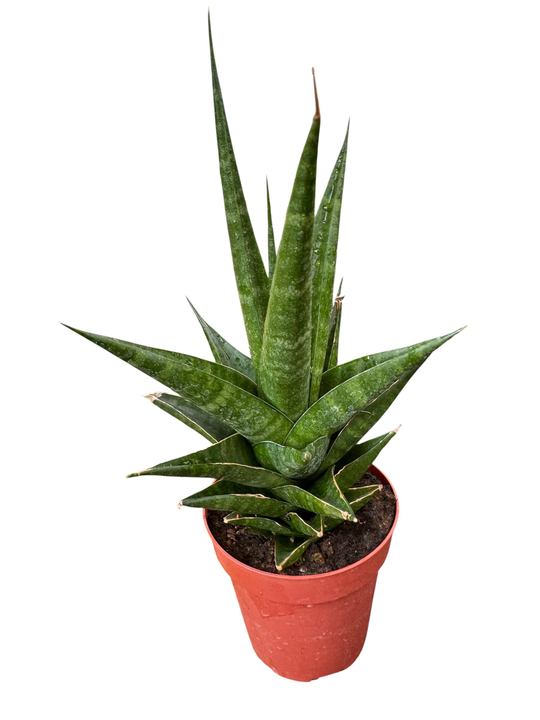 Sanseveria Snake Plant