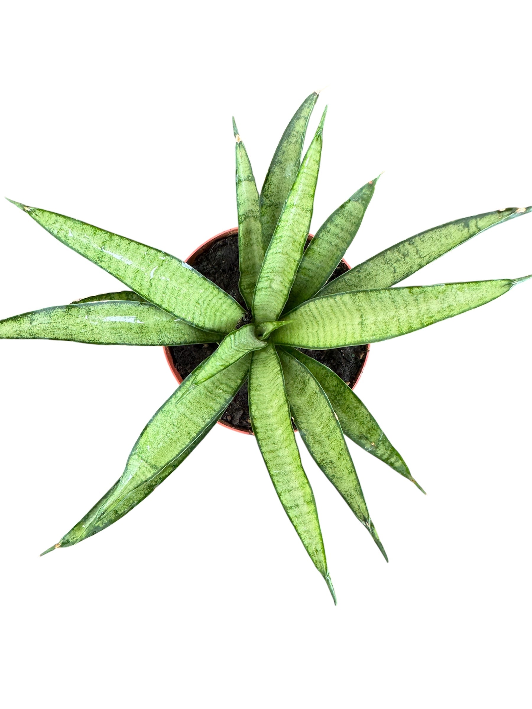 Sanseveria Snake Plant