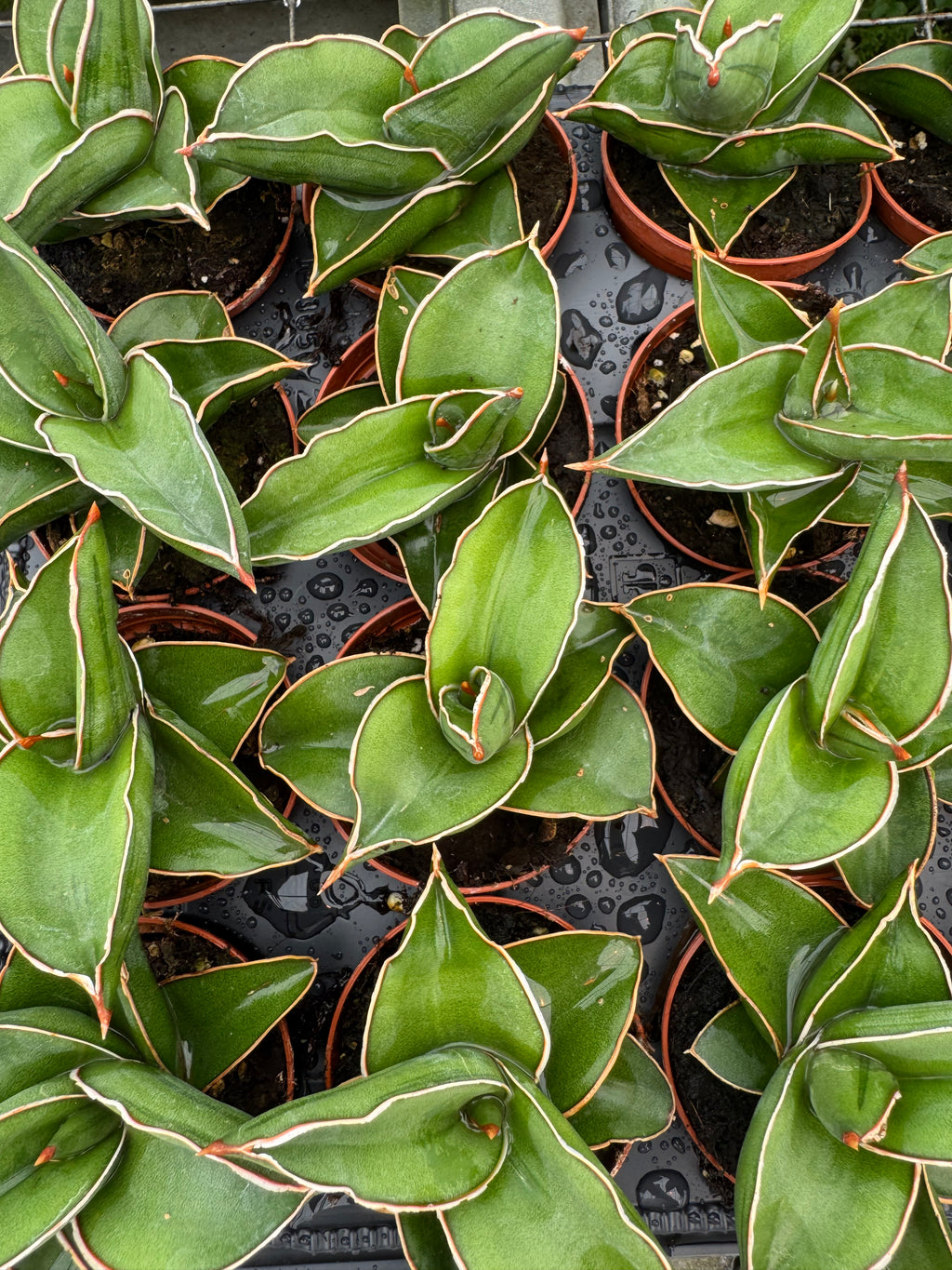 Sanseveria Snake Plant