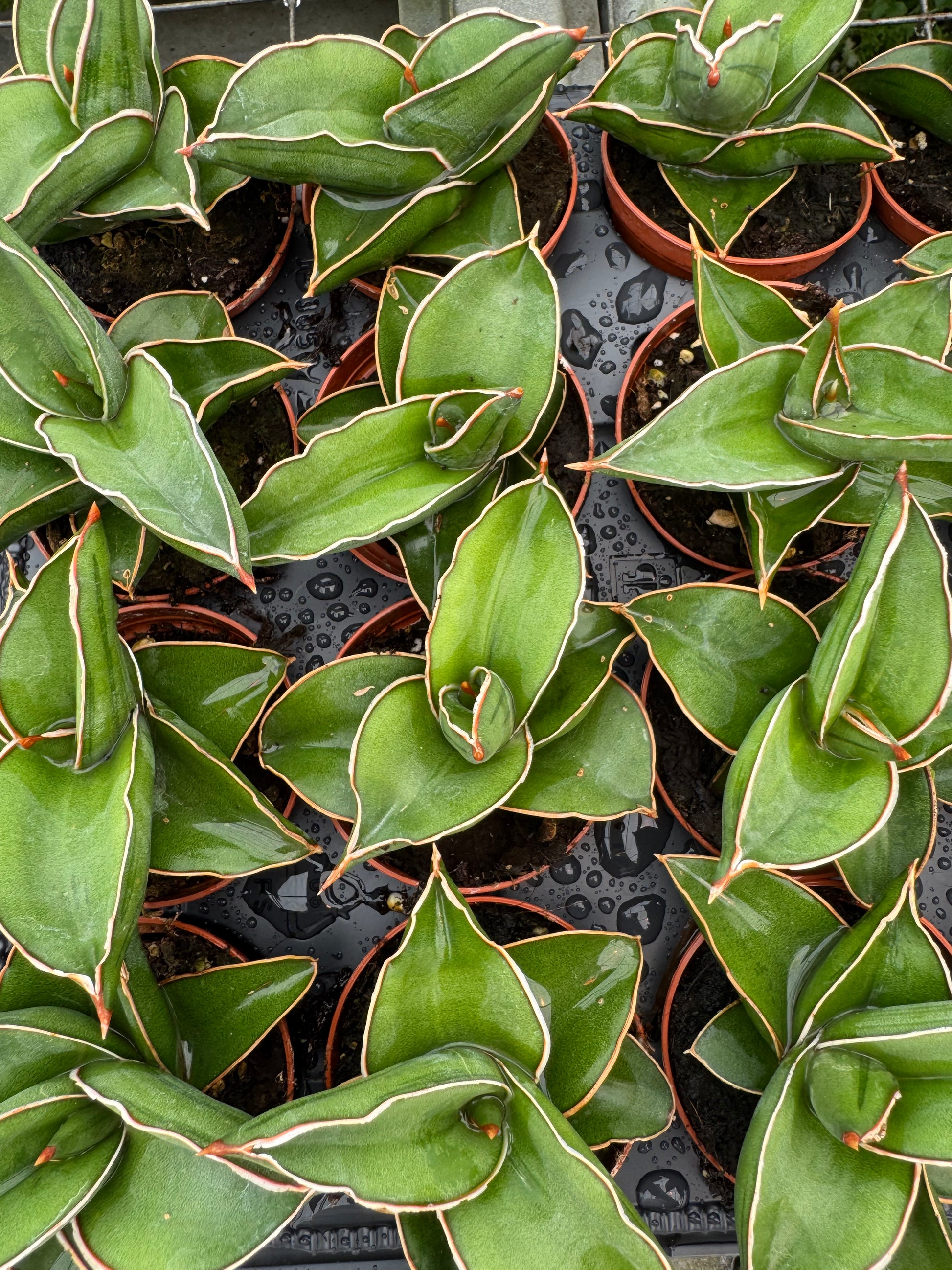Sanseveria Snake Plant