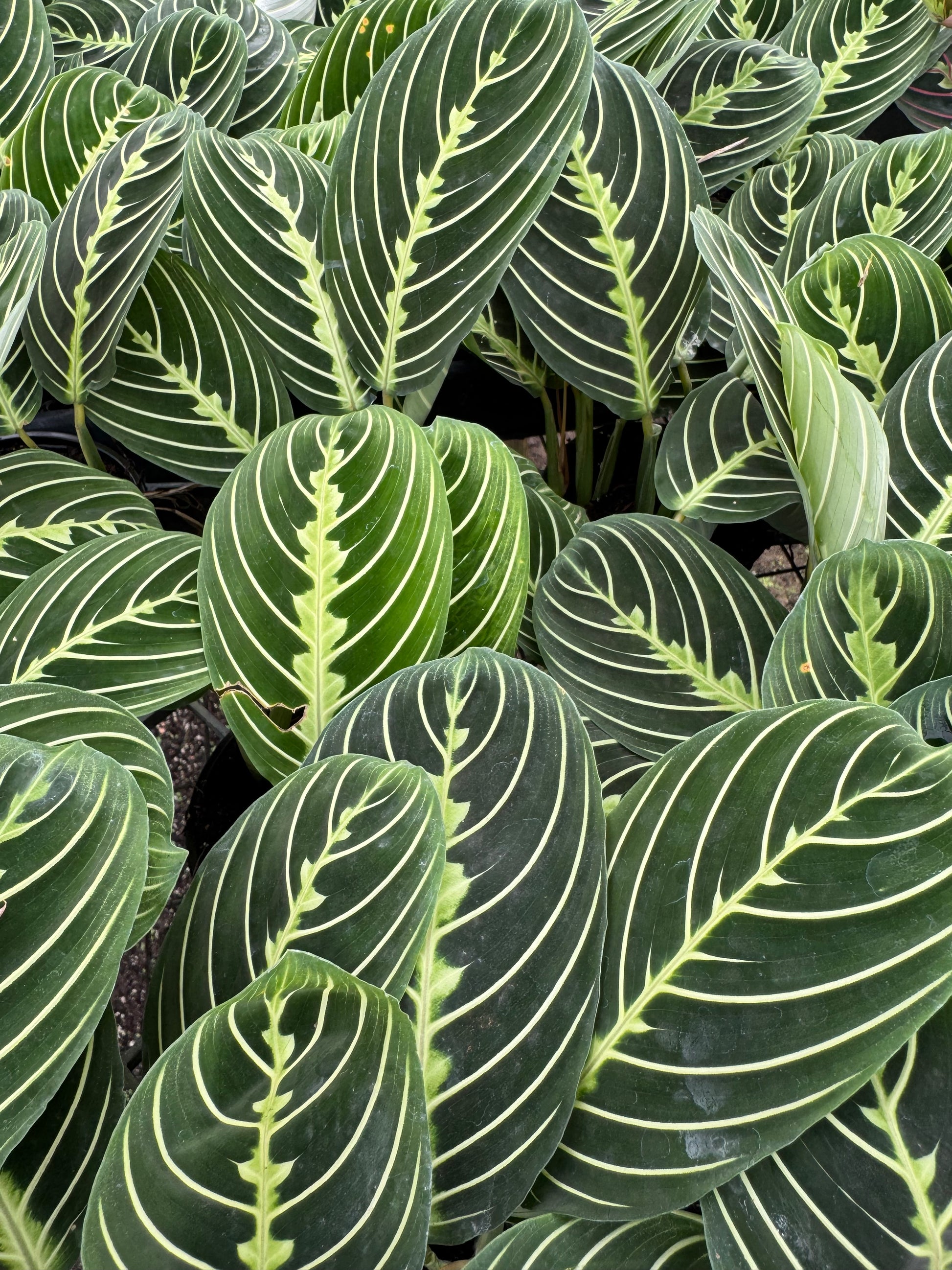 Prayer Plant