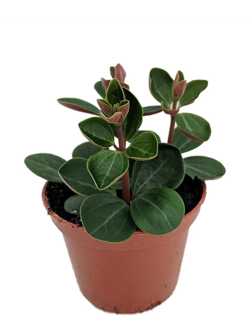 Pepperomia Assortment 3”