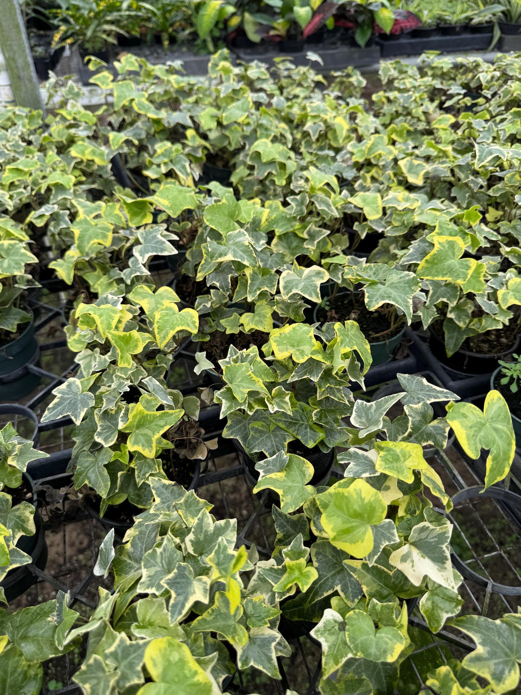 Live Ivy Plant - 4" Potted Hedera