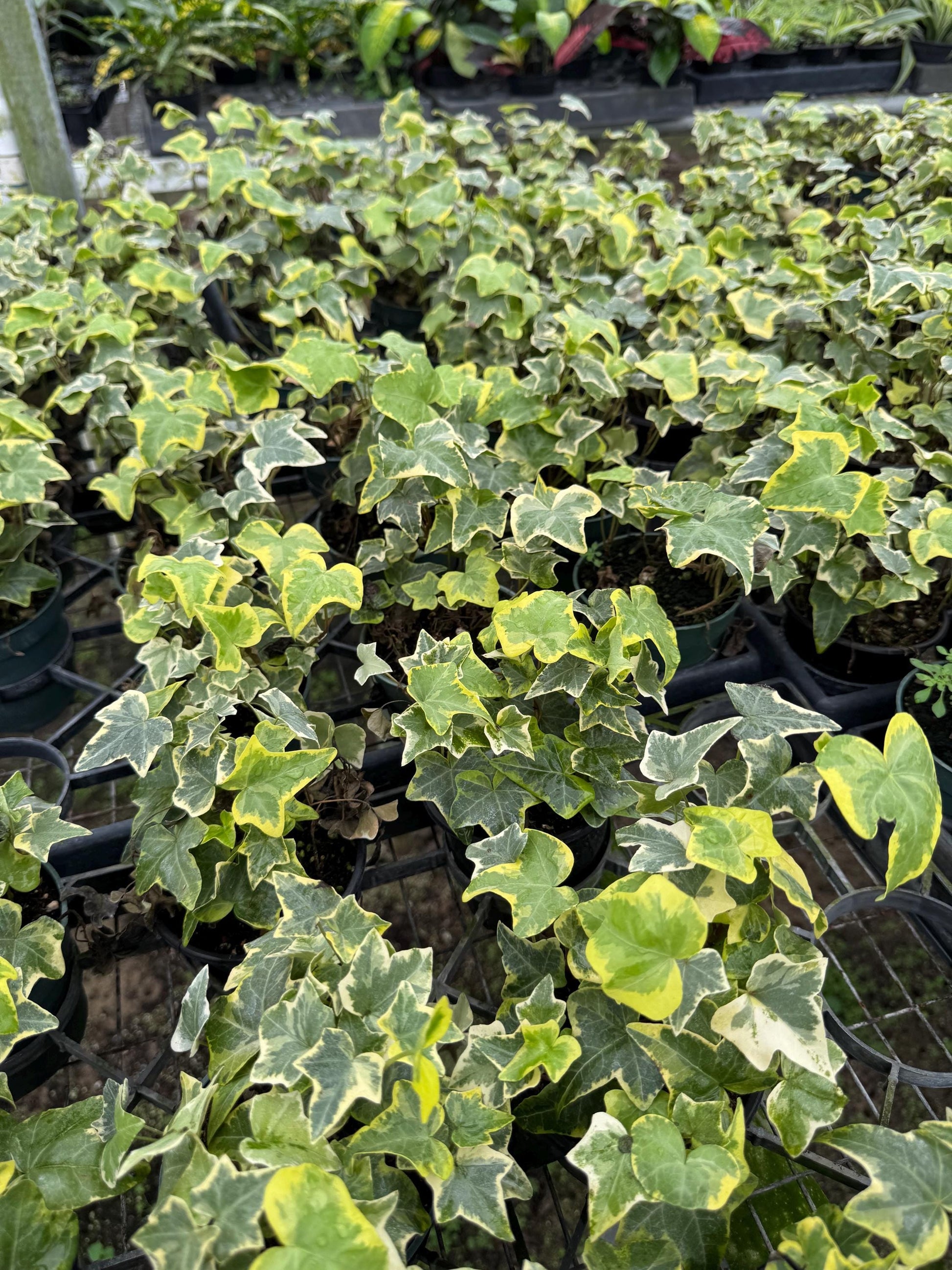 Live Ivy Plant - 4" Potted Hedera