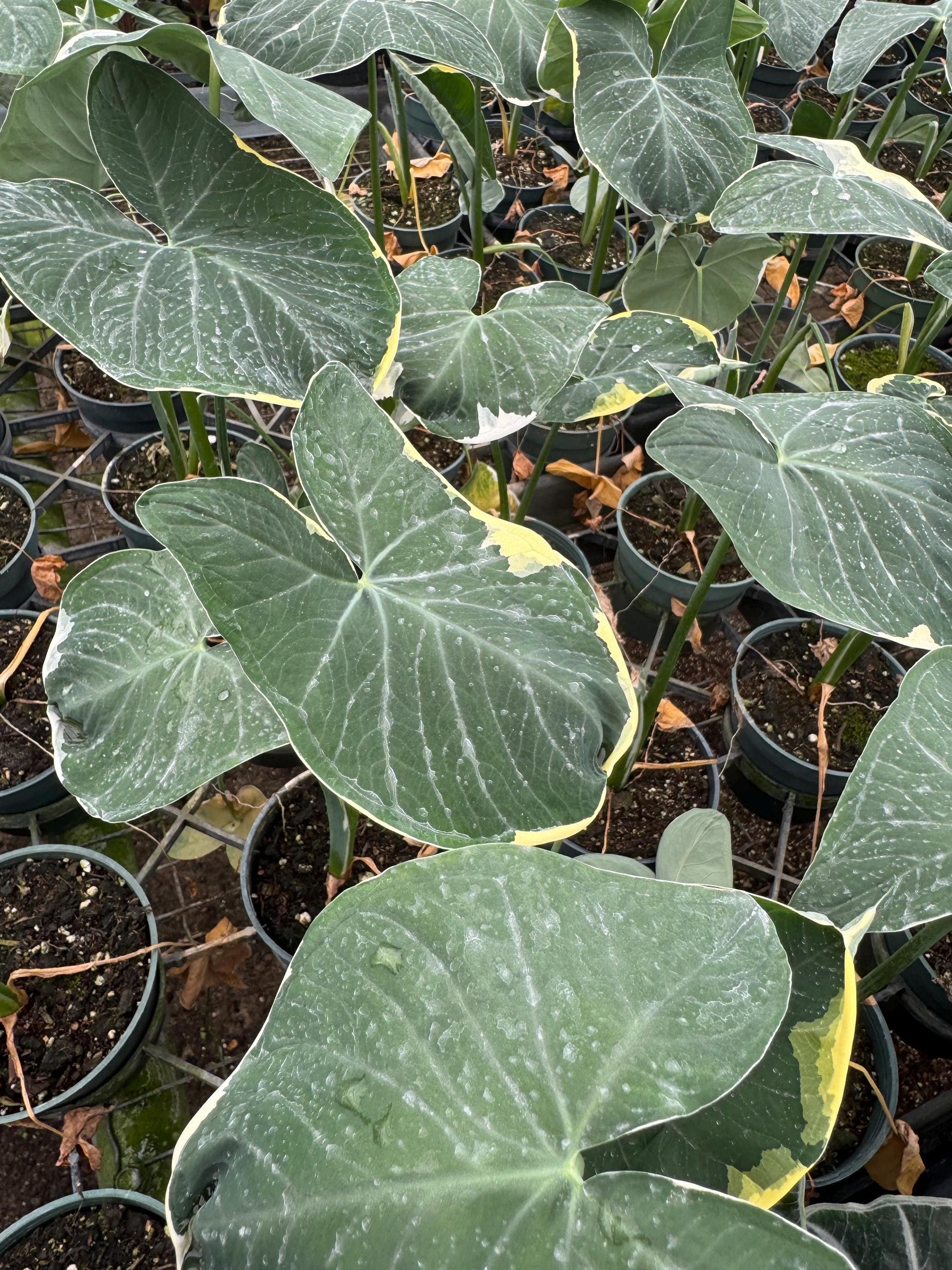 Alocasia  4" plant - Tropical Decor