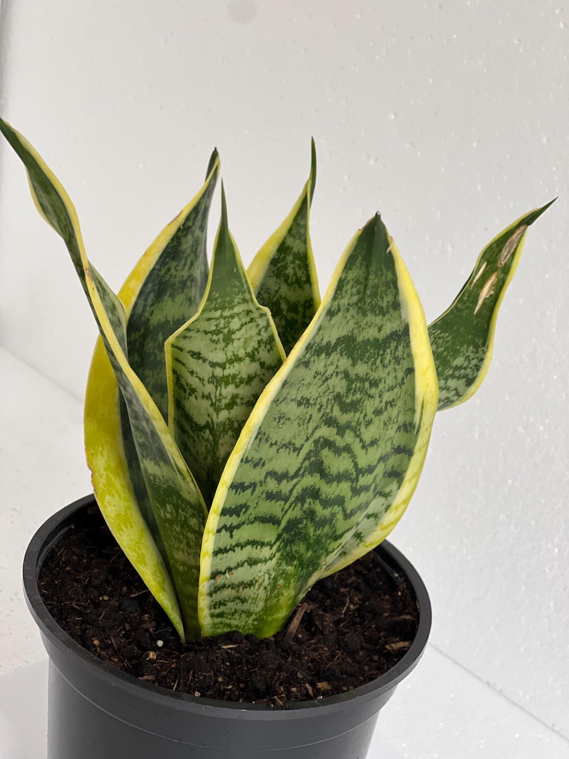 Sanseveria Snake Plant