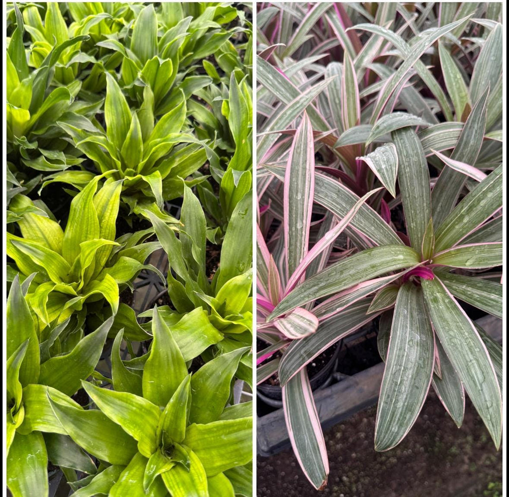 Plant Combinations 4” each