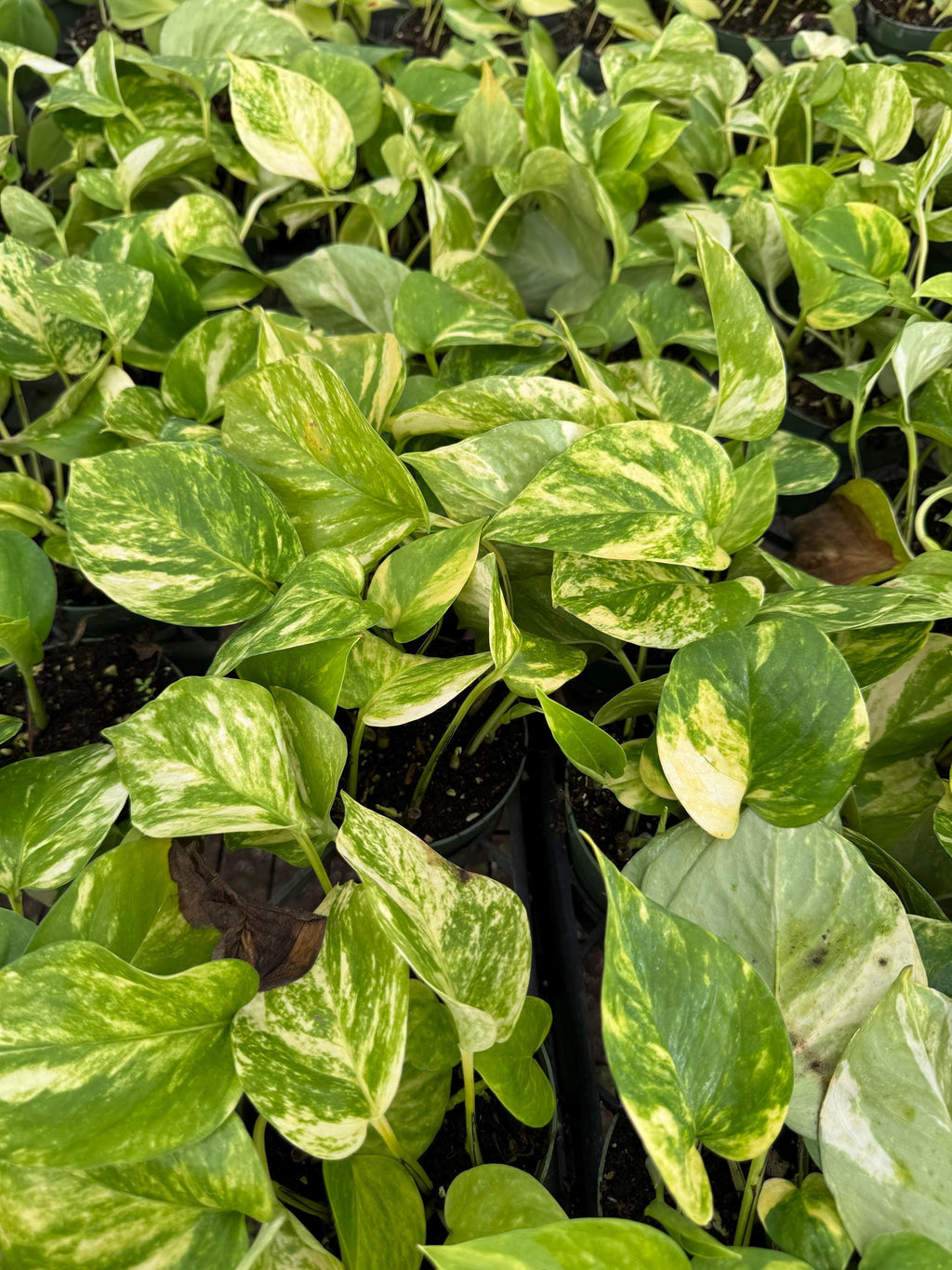 Plant Pothos 3 pack