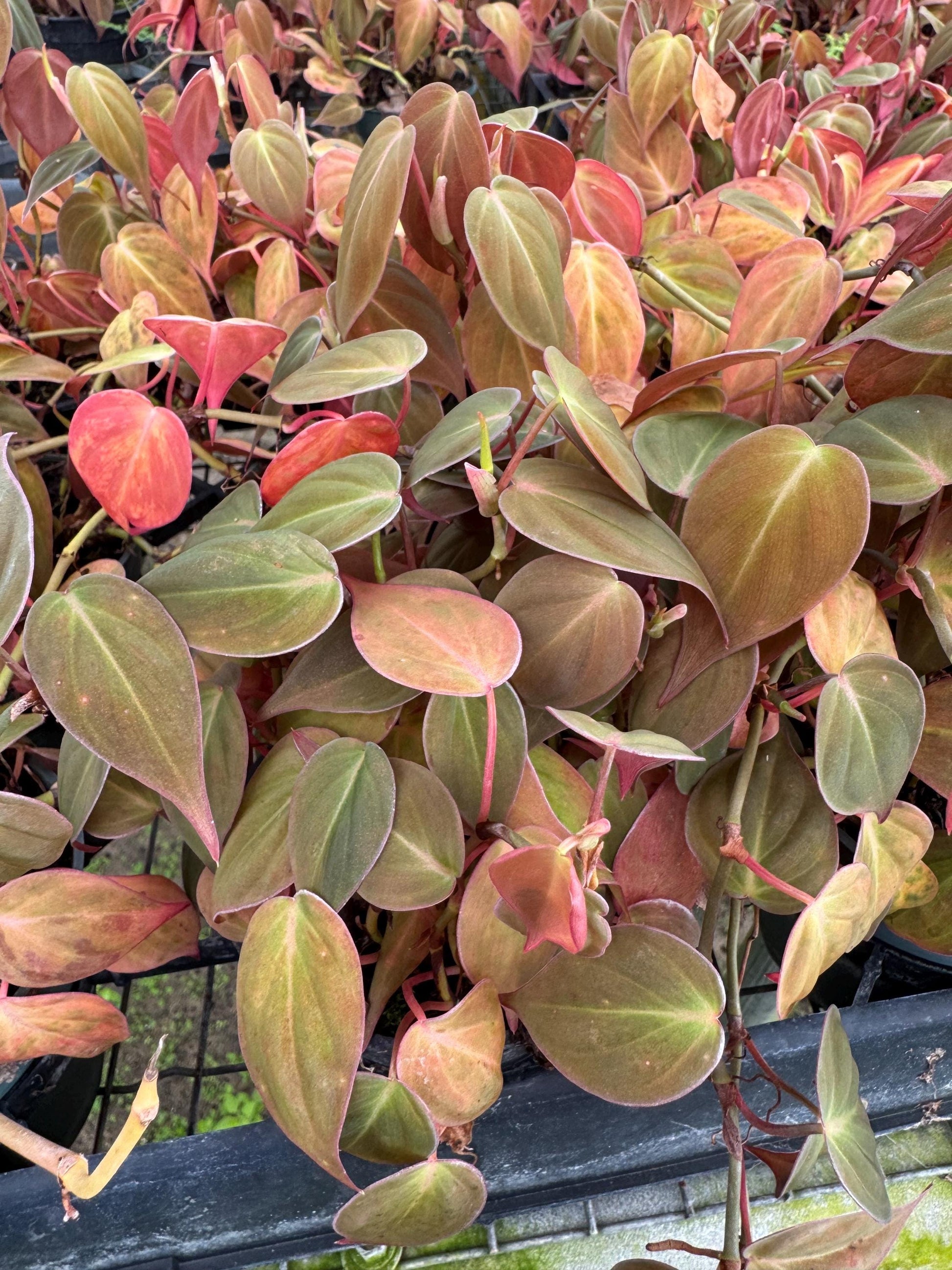 Pink Princess, Ring of Fire, Heart Philodendron(varieties to choose from)
