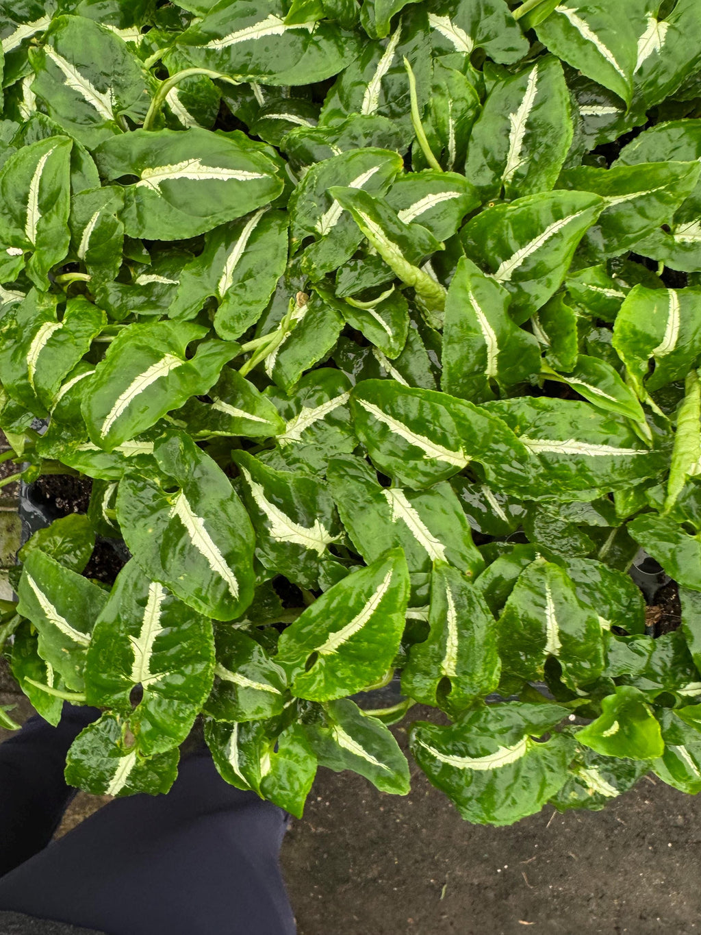 Syngonium Plant Variety Pack: Starter House Plants