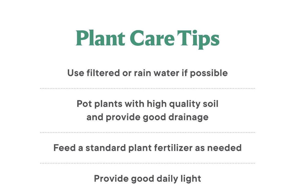 Assorted 3” plants (pack of 4)