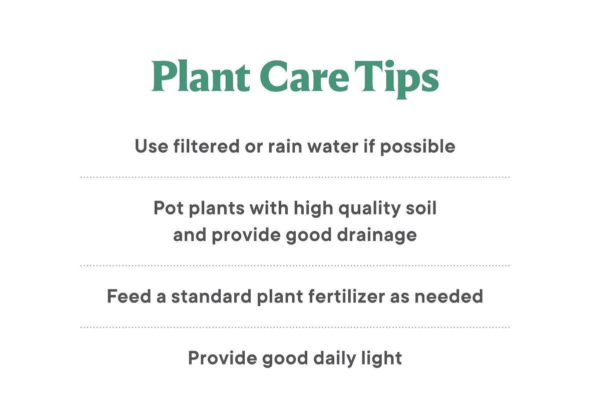 Assorted 3” plants (pack of 4)