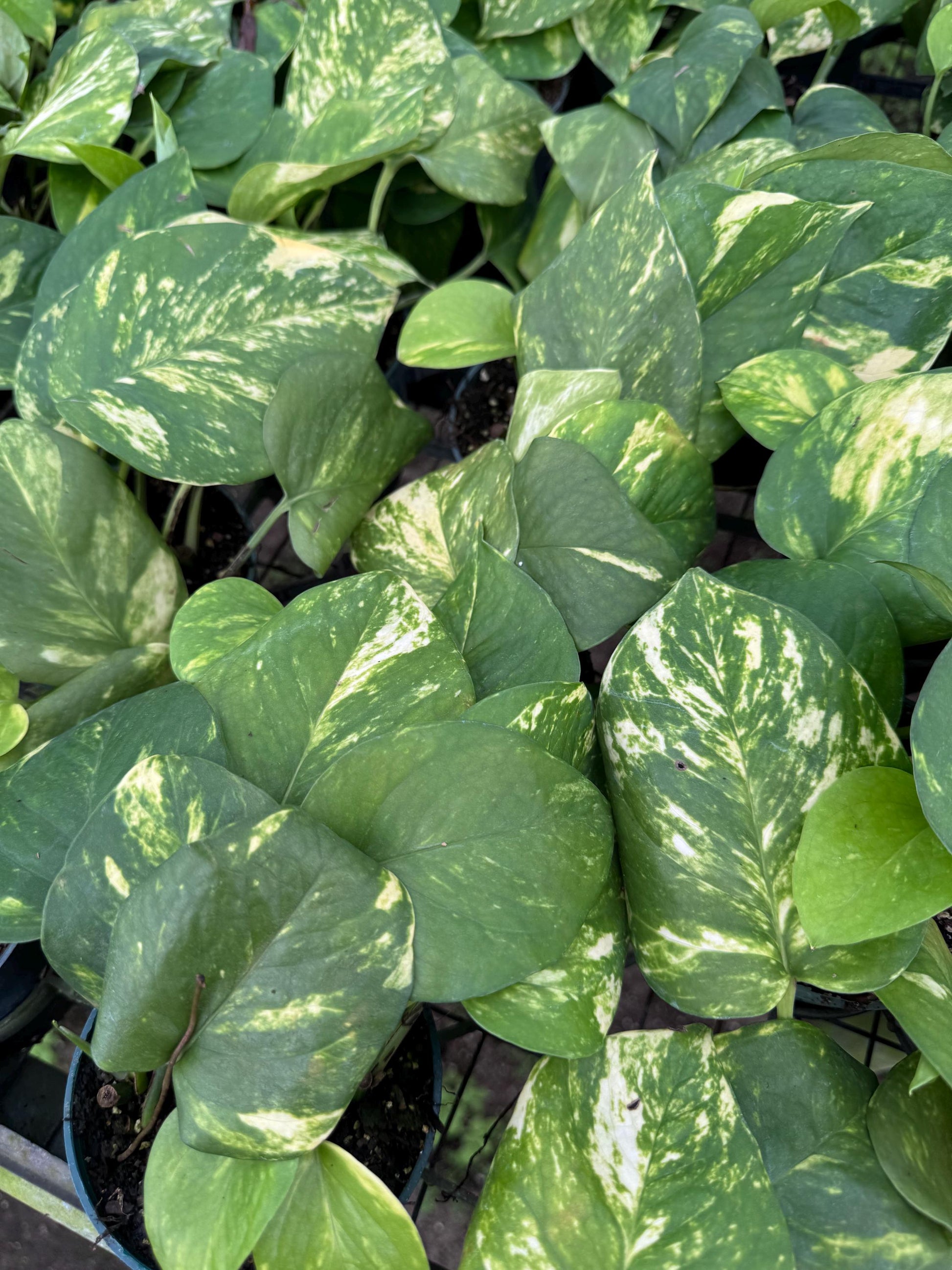 4”  Pothos