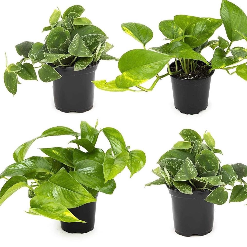 4” 4pk Assorted Pothos