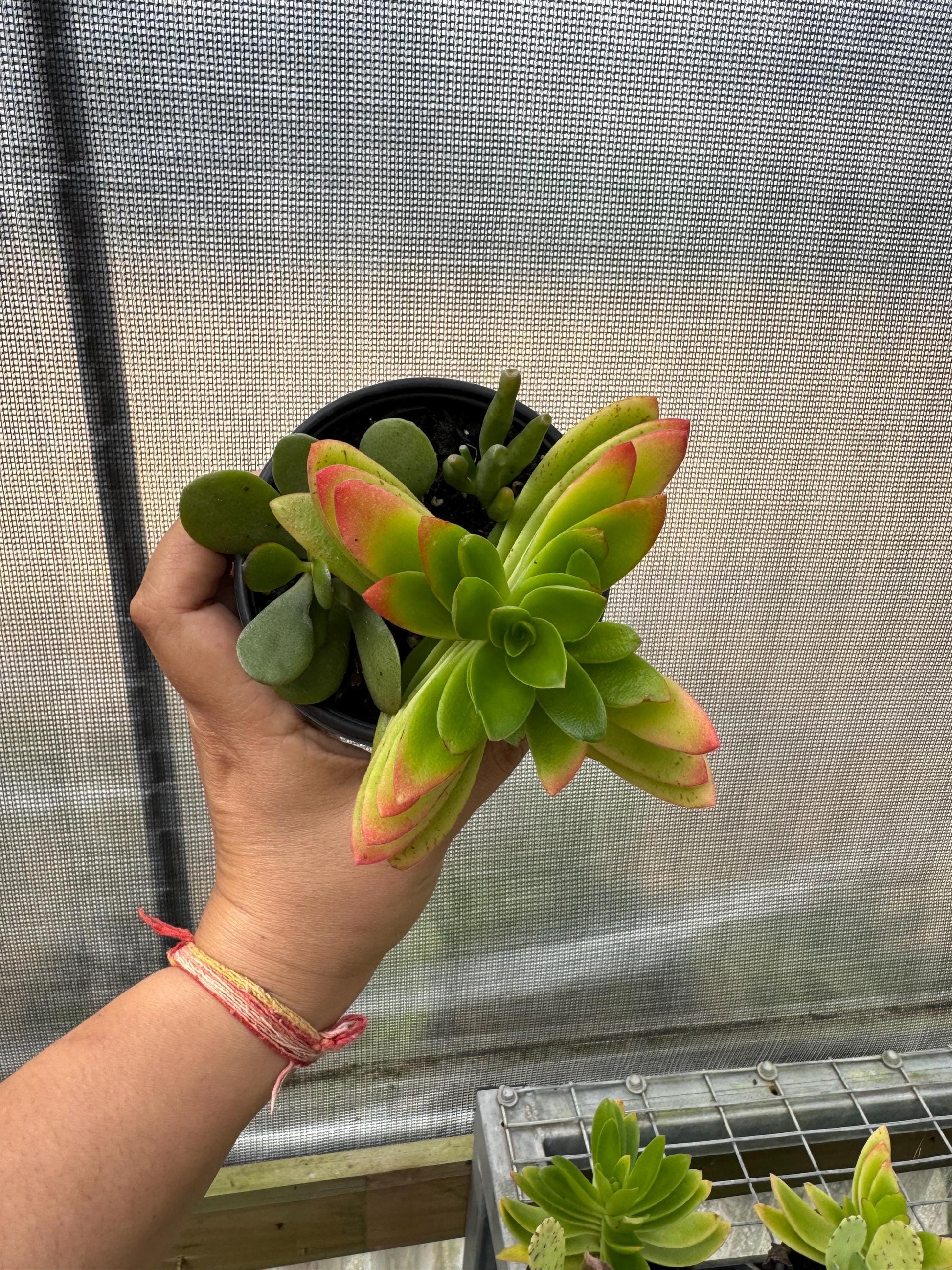 8 pk assorted succulents