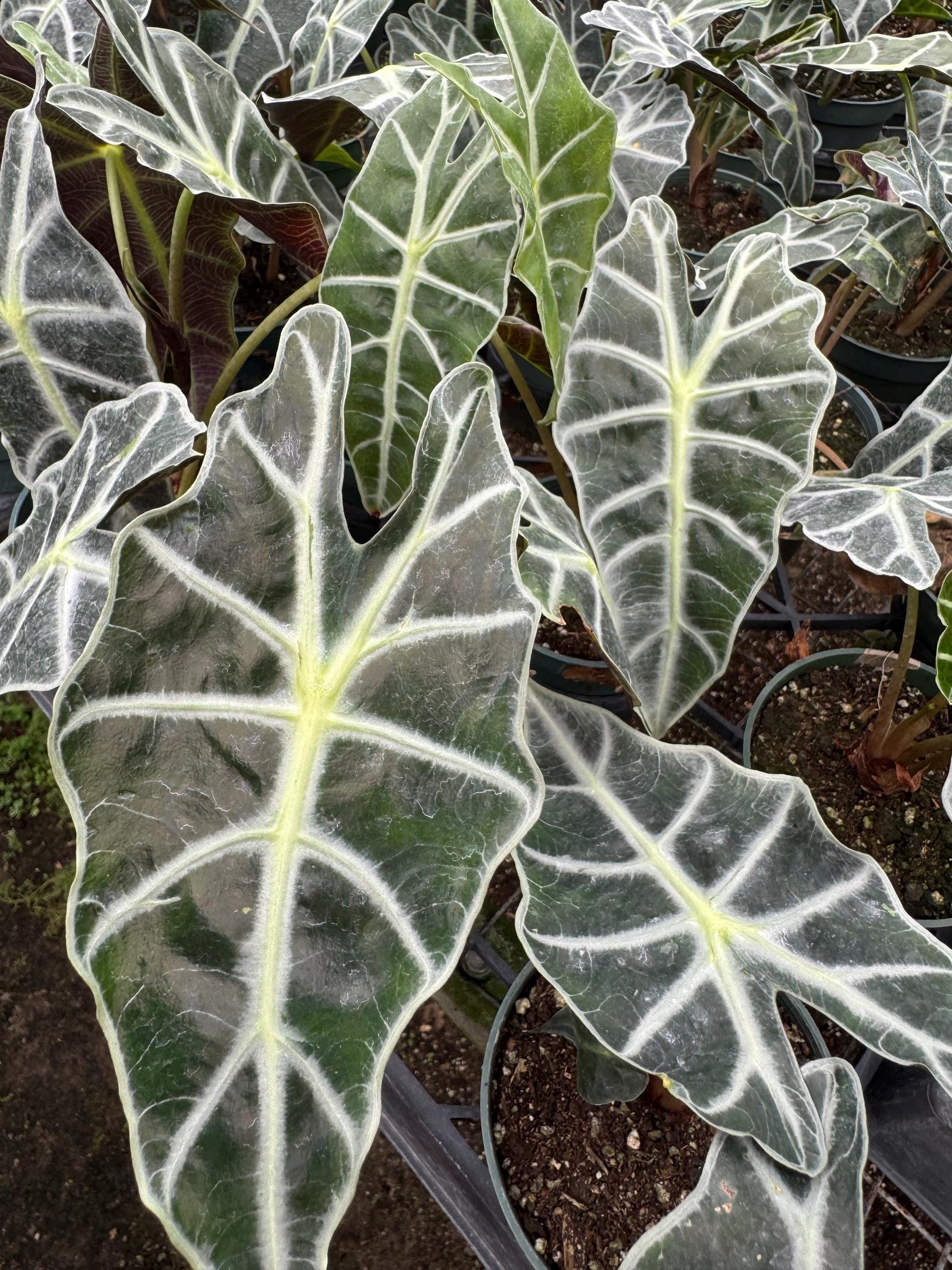 Alocasia  4" plant - Tropical Decor