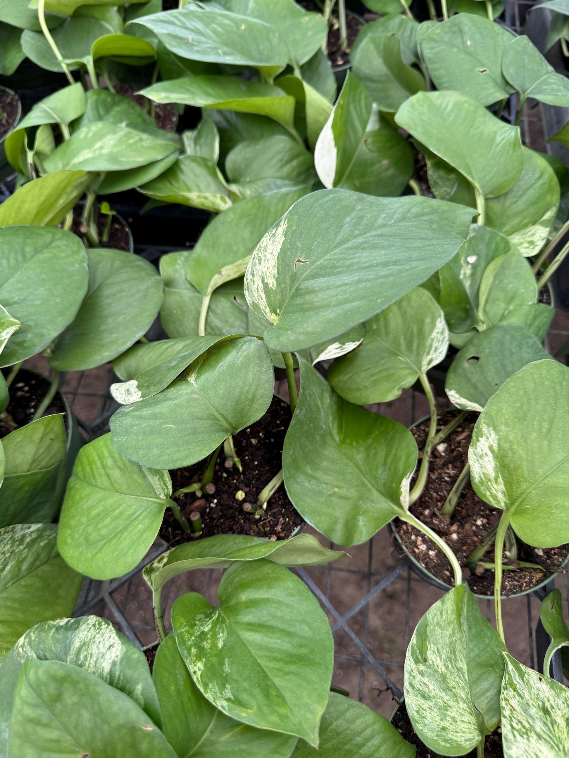 4” 4pk Assorted Pothos