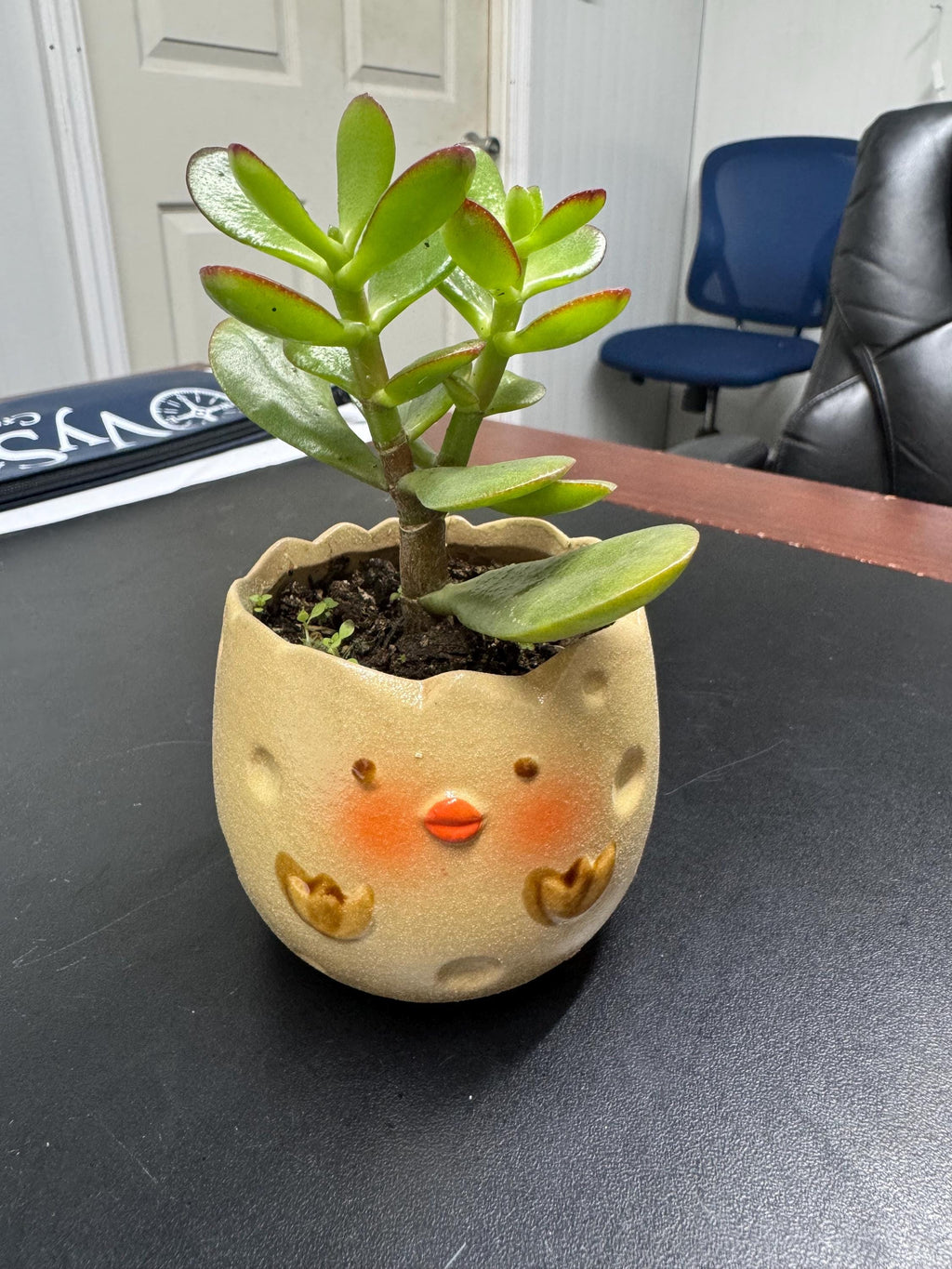 Small planter varieties for small decorative plants