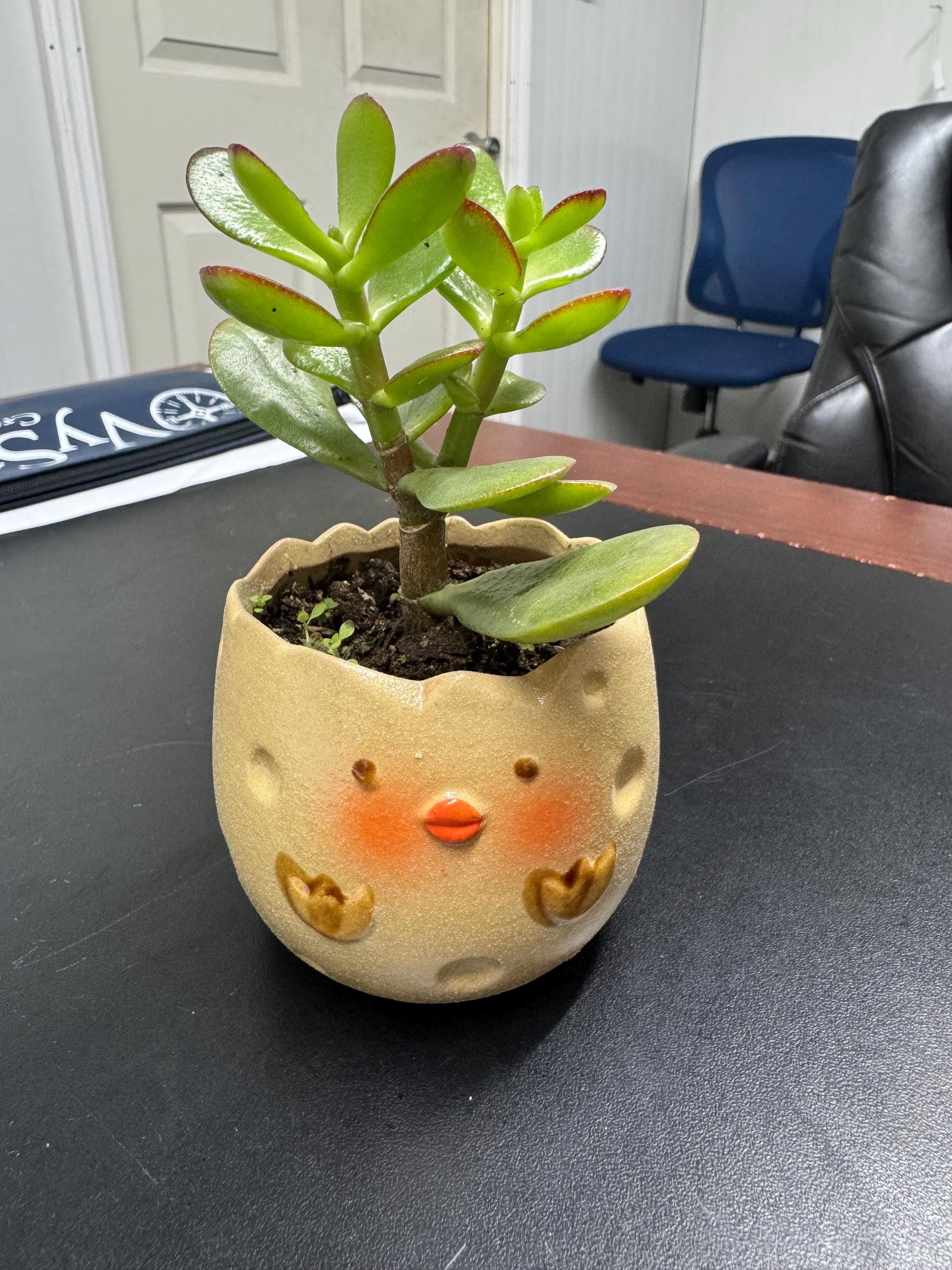 Small planter varieties for small decorative plants