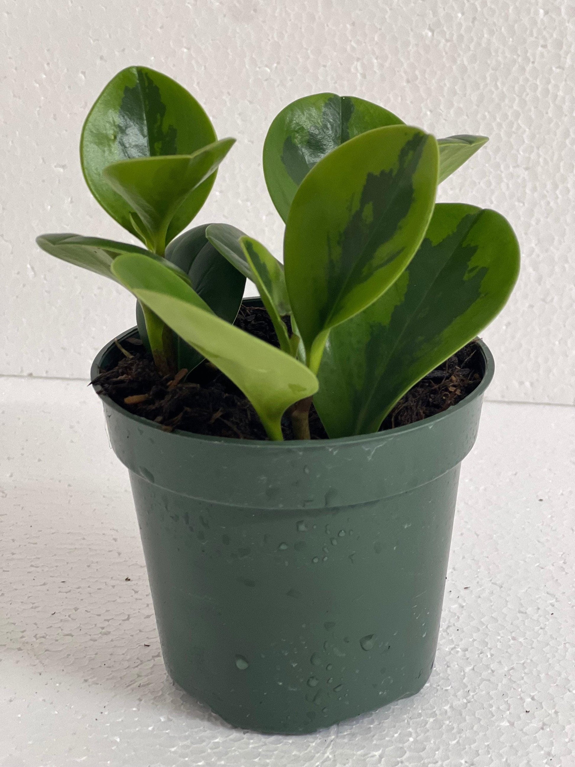 Pet Friendly Plants 4 pack