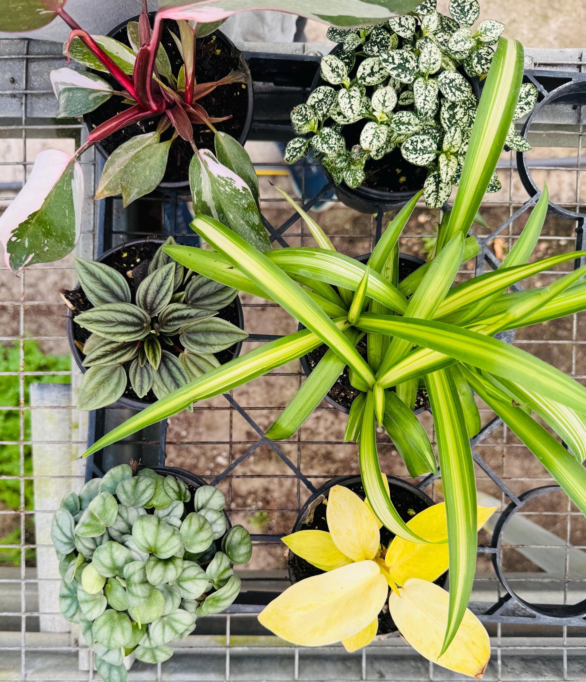 Terranium plants 2” 18 pack