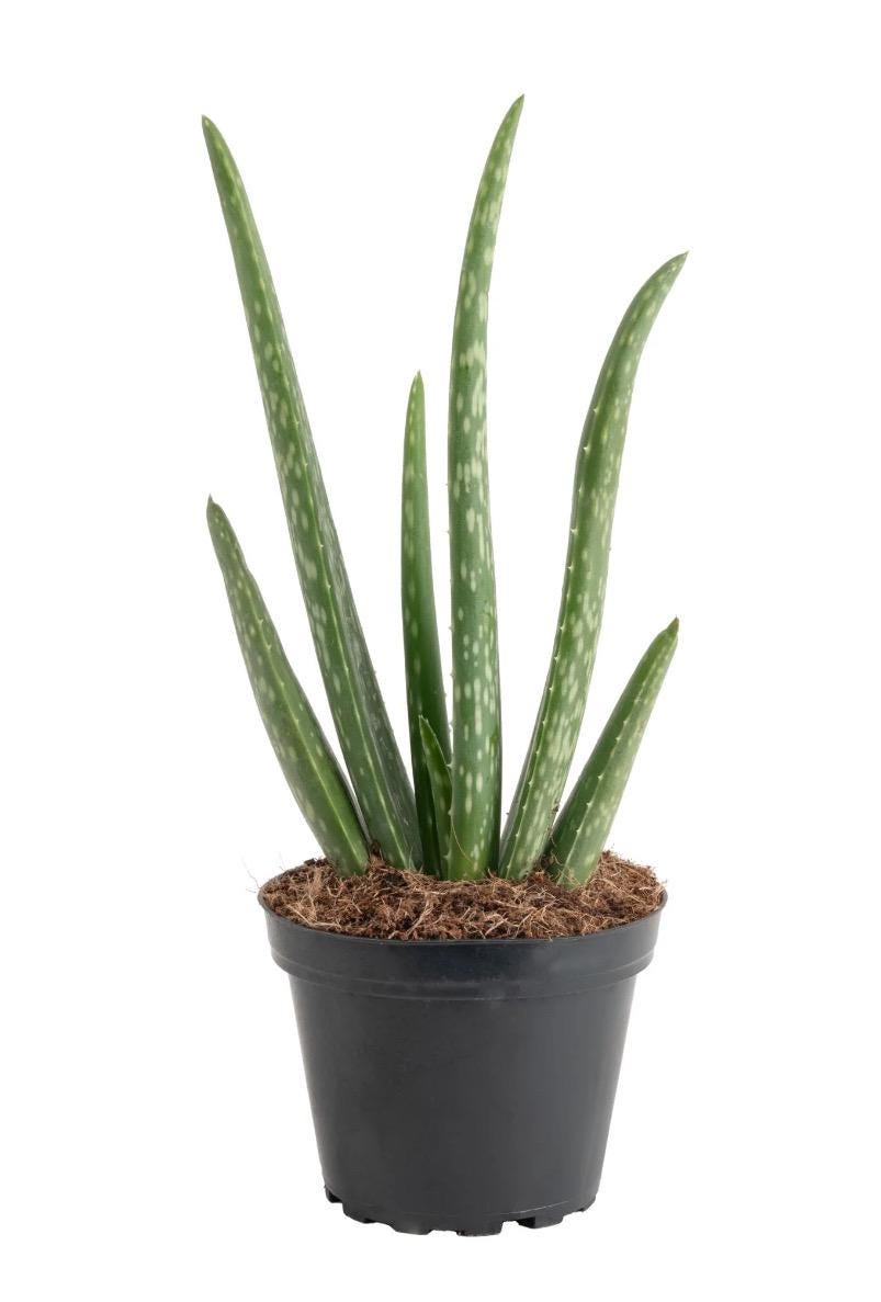 Aloe vera plant