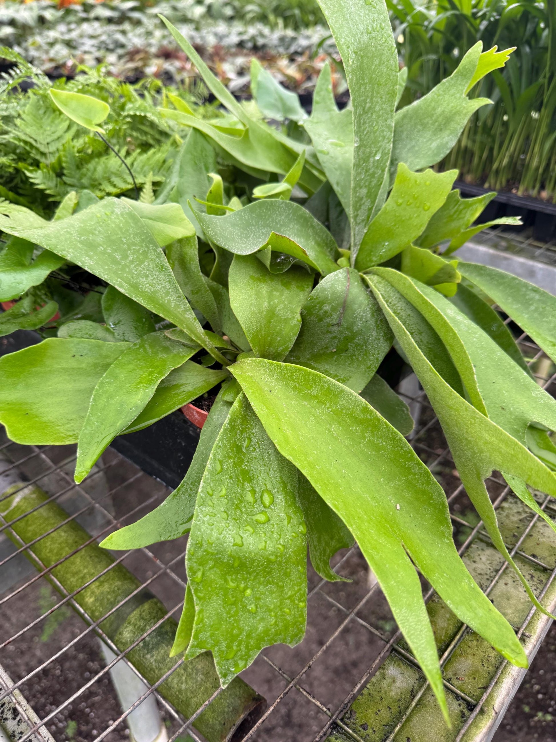 Fern