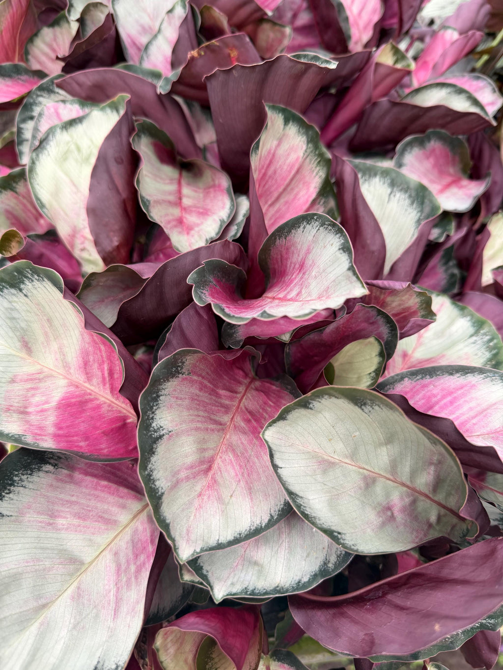 Calathea Plant 4": Pet-Safe Indoor Plant