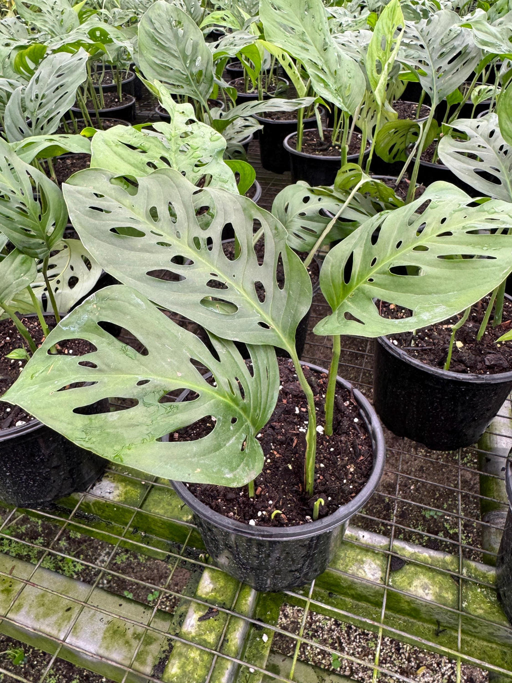 Monstera Deliciosa & Adaisoni Plant - Tropical Houseplant
