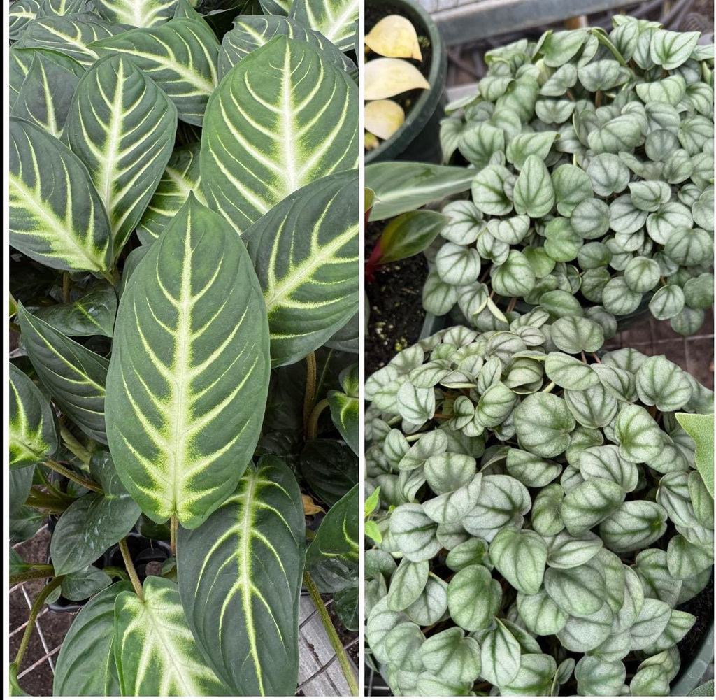 Plant Combinations 4” each