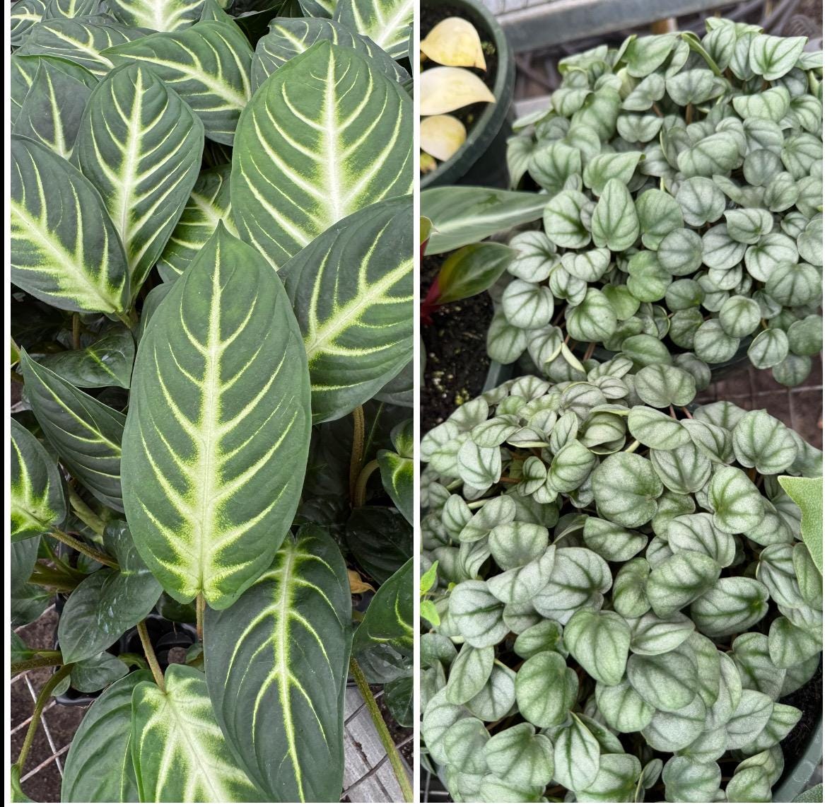 Plant Combinations 4” each