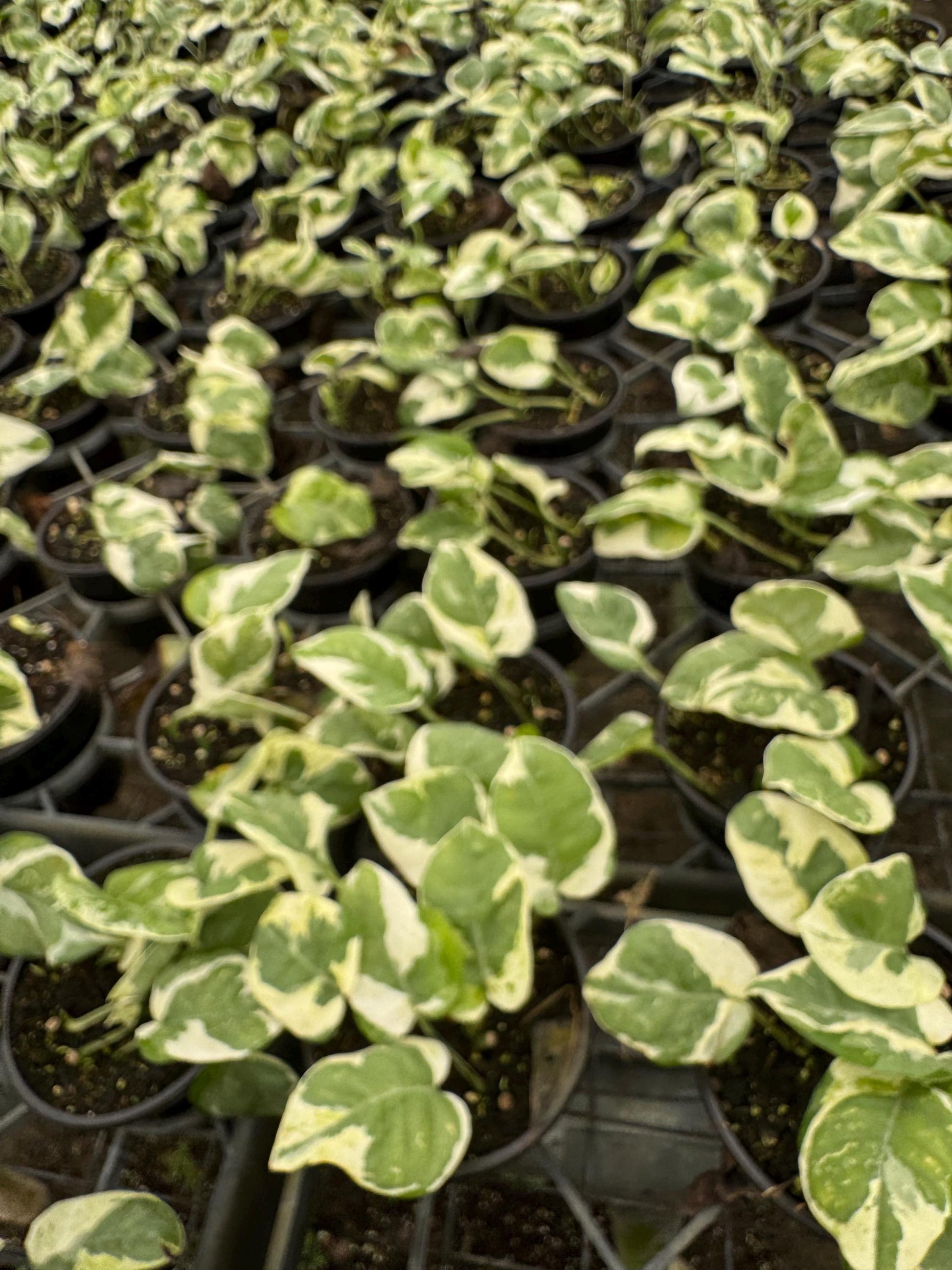 4” 4pk Assorted Pothos