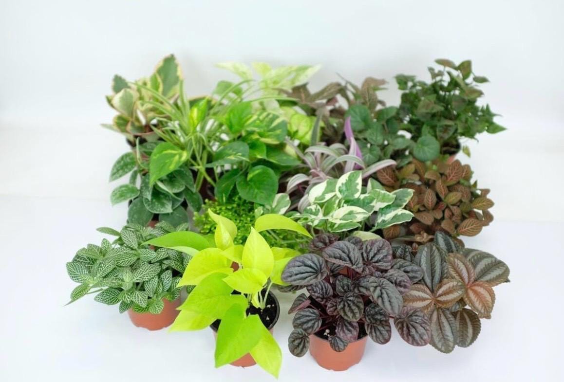 10 Pack Live Mini House Plants in 2” Pots, Indoor Plant Assortment
