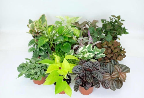 10 Pack Live Mini House Plants in 2” Pots, Indoor Plant Assortment