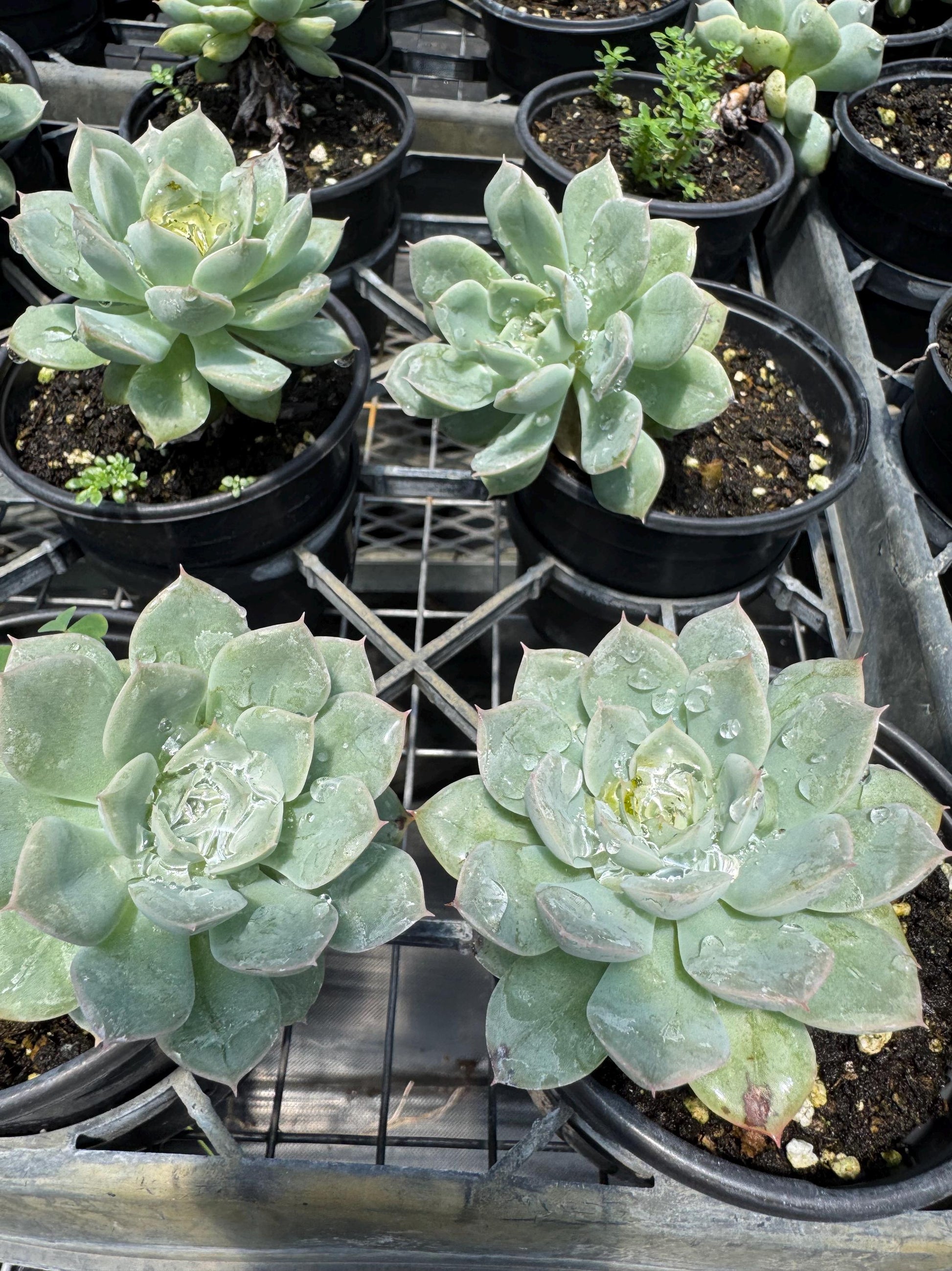 8 pk assorted succulents