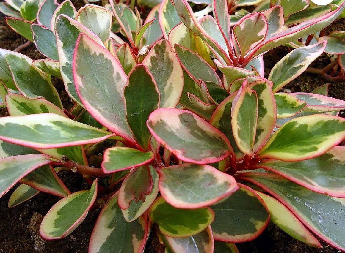 Pepperomia Assortment 3”
