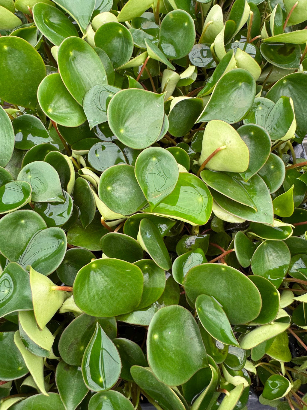 Pepperomia Plant Assortment: Pet Friendly Indoor Plants