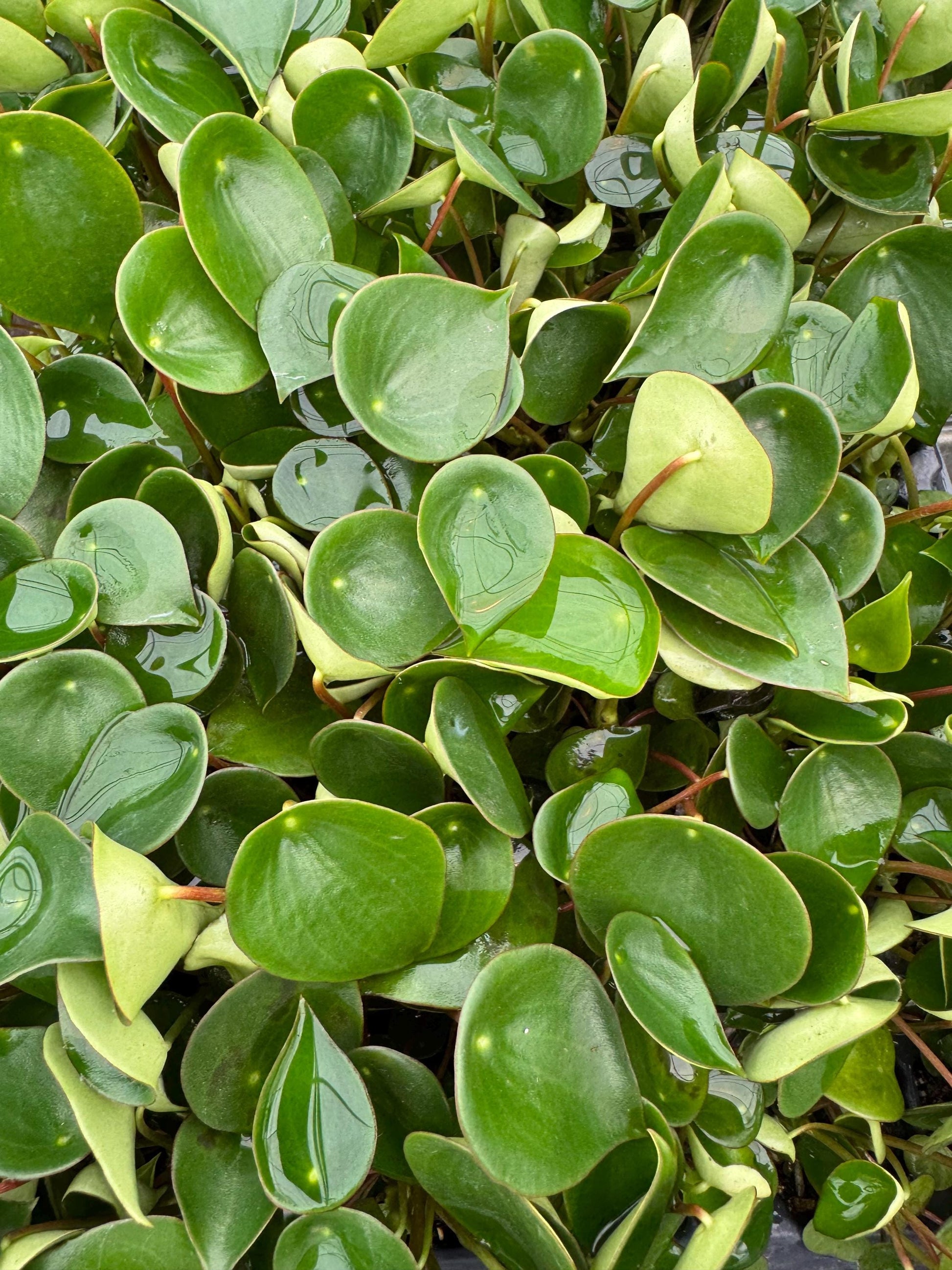 Pepperomia Plant Assortment: Pet Friendly Indoor Plants