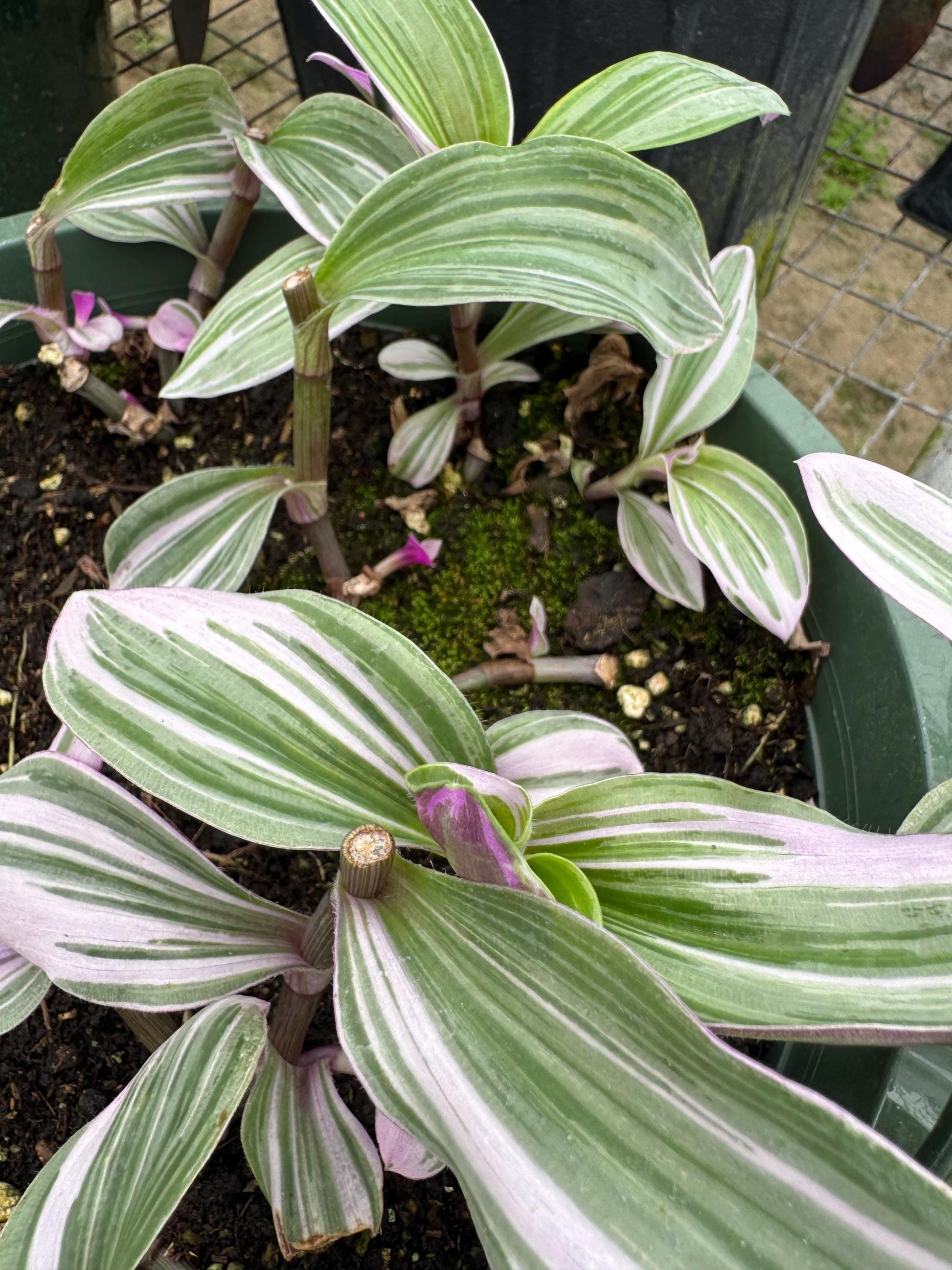 Tradescantia Varieties 2” 4pk