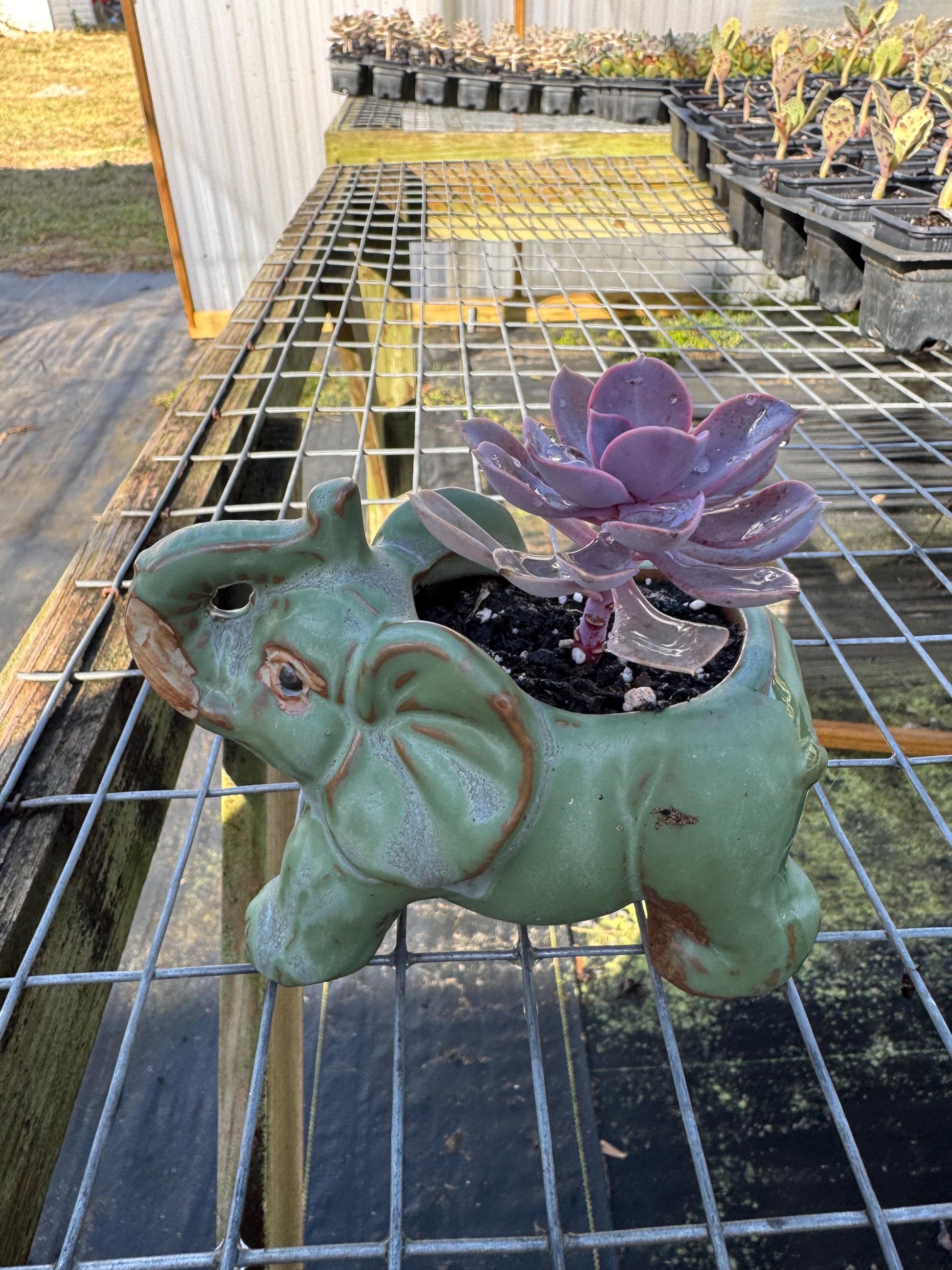 Small Animal Planter any one you can choose