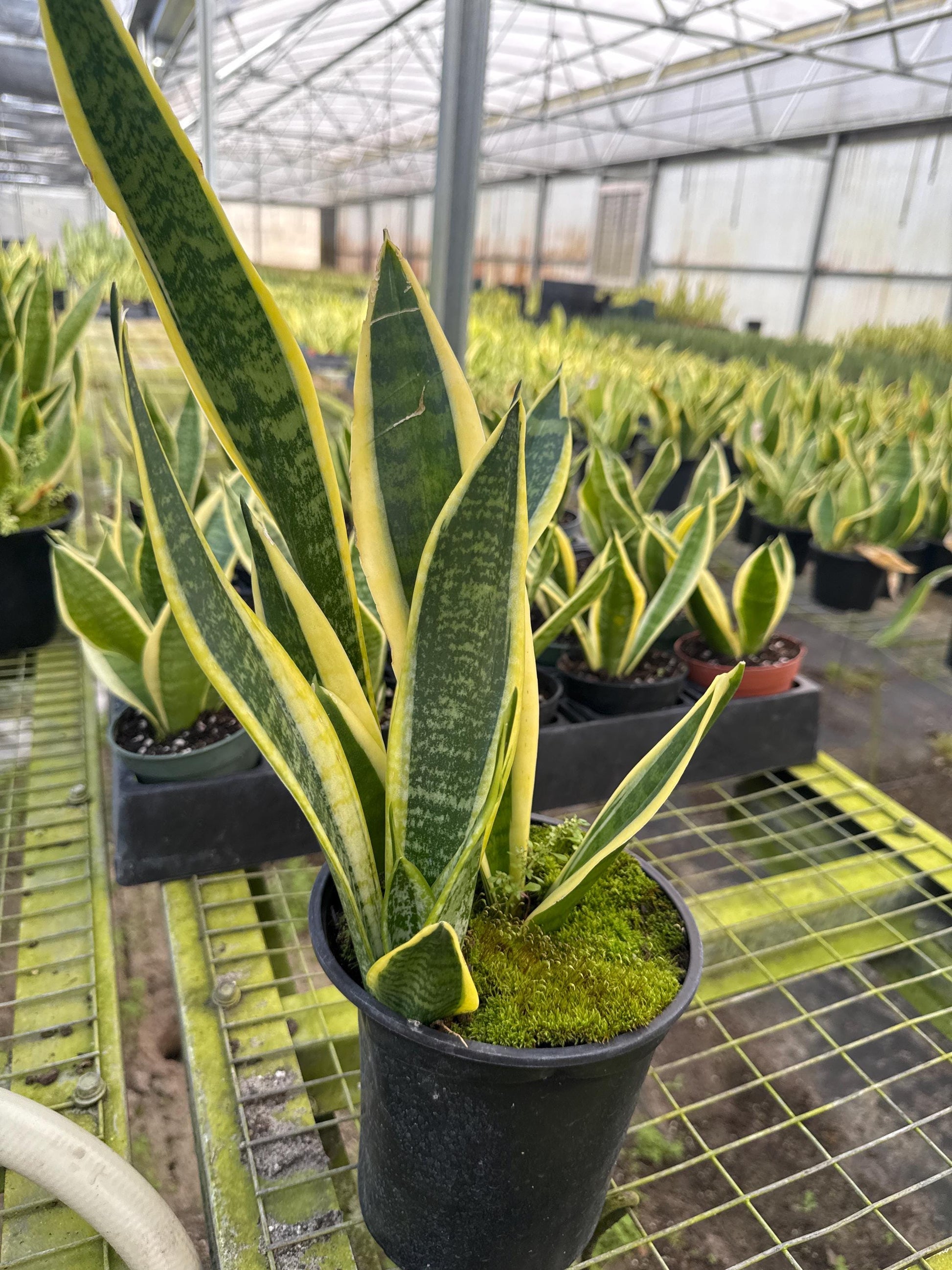 Sanseveria or Snake Plant