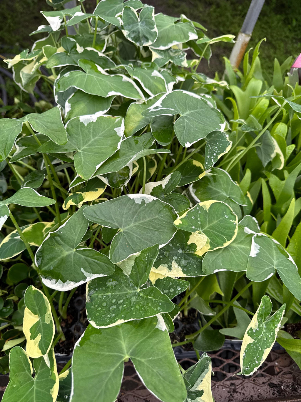 Alocasia  4" plant - Tropical Decor
