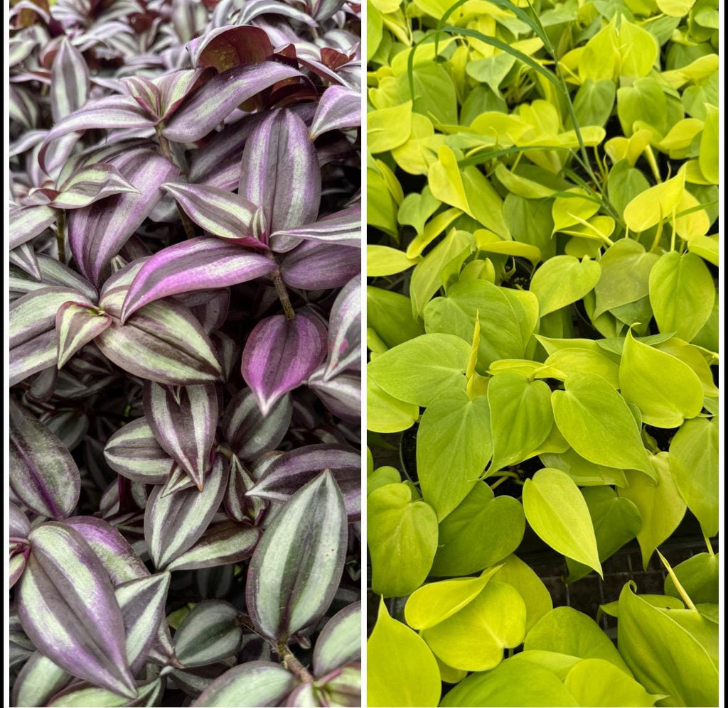 Plant Combinations 4” each